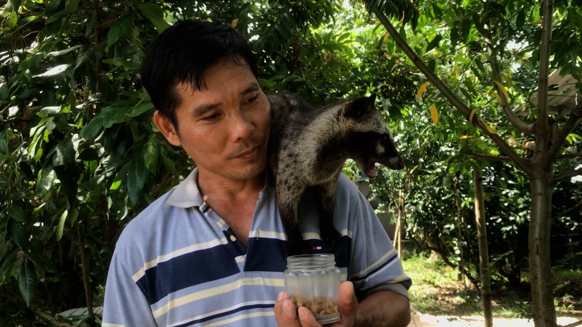 Người nông dân miền Tây làm đẹp, cưng chiều chồn hương như thú cưng- Ảnh 1. Người nông dân miền Tây làm đẹp, cưng chiều chồn hương như thú cưng- Ảnh 1.