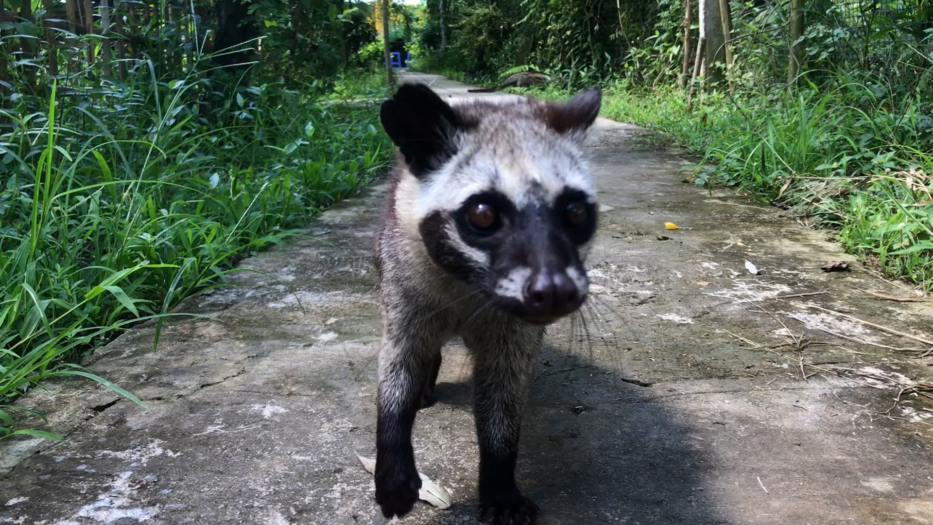 Người nông dân miền Tây làm đẹp, cưng chiều chồn hương như thú cưng- Ảnh 2. Người nông dân miền Tây làm đẹp, cưng chiều chồn hương như thú cưng- Ảnh 2.