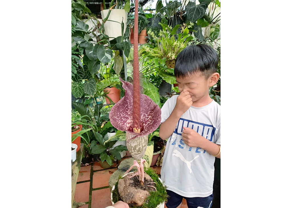 Cây lạ giữa phố và sức hút kỳ bí của Thú chơi cây độc - Ảnh 1. Cây lạ giữa phố và sức hút kỳ bí của Thú chơi cây độc - Ảnh 1.