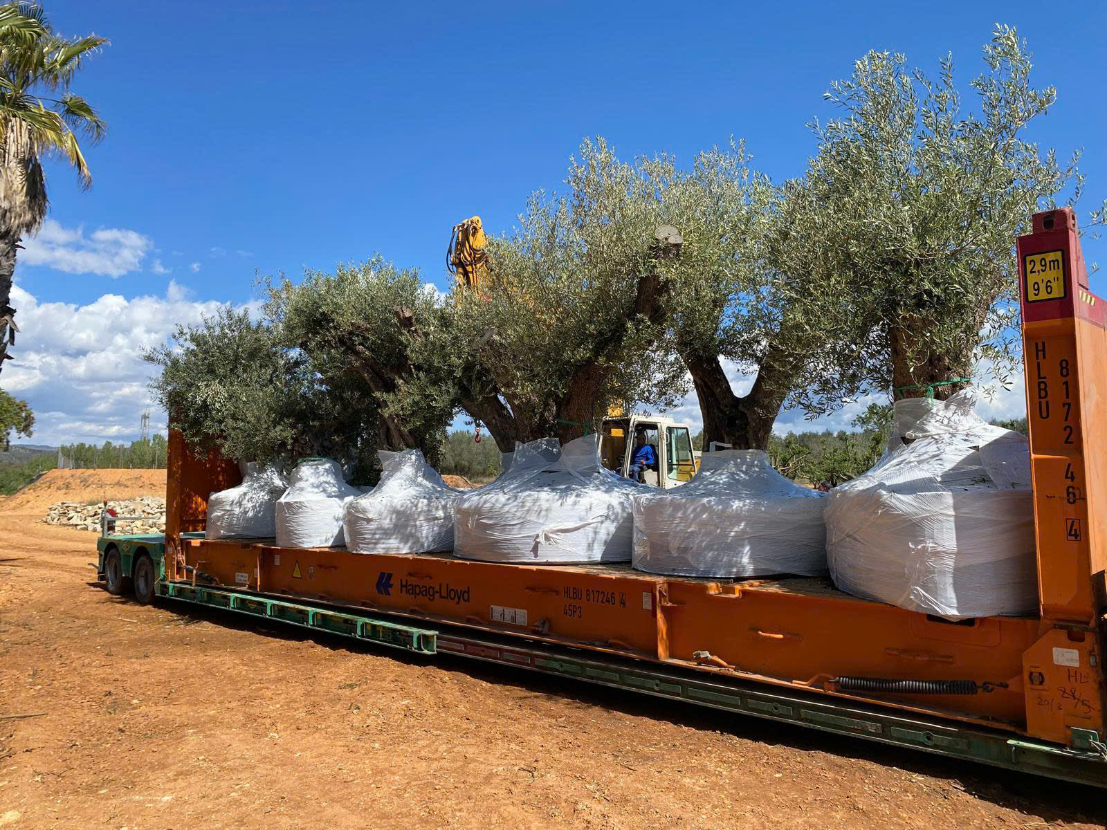 Độc lạ vườn ô liu cổ thụ 15 tỉ ngay tại… TP.HCM, từ vùng Địa Trung Hải - Ảnh 3.