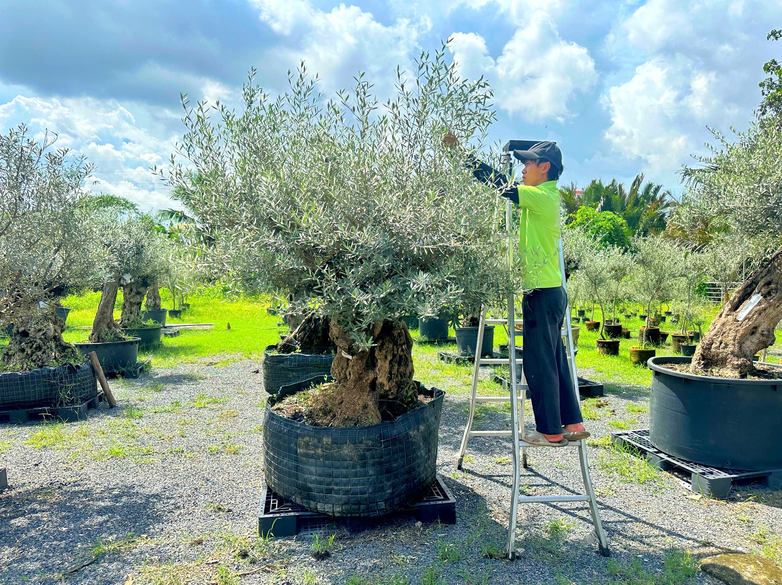 Độc lạ vườn ô liu cổ thụ 15 tỉ ngay tại… TP.HCM, từ vùng Địa Trung Hải - Ảnh 4.