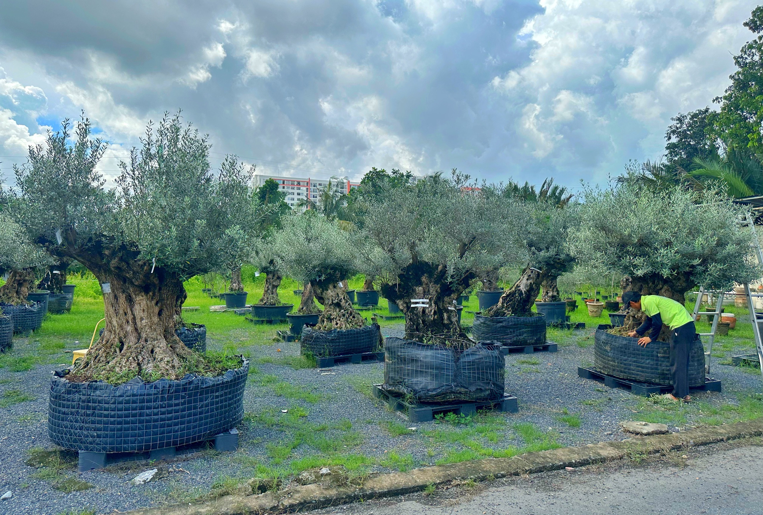 Độc lạ vườn ô liu cổ thụ 15 tỉ ngay tại… TP.HCM, từ vùng Địa Trung Hải - Ảnh 1.
