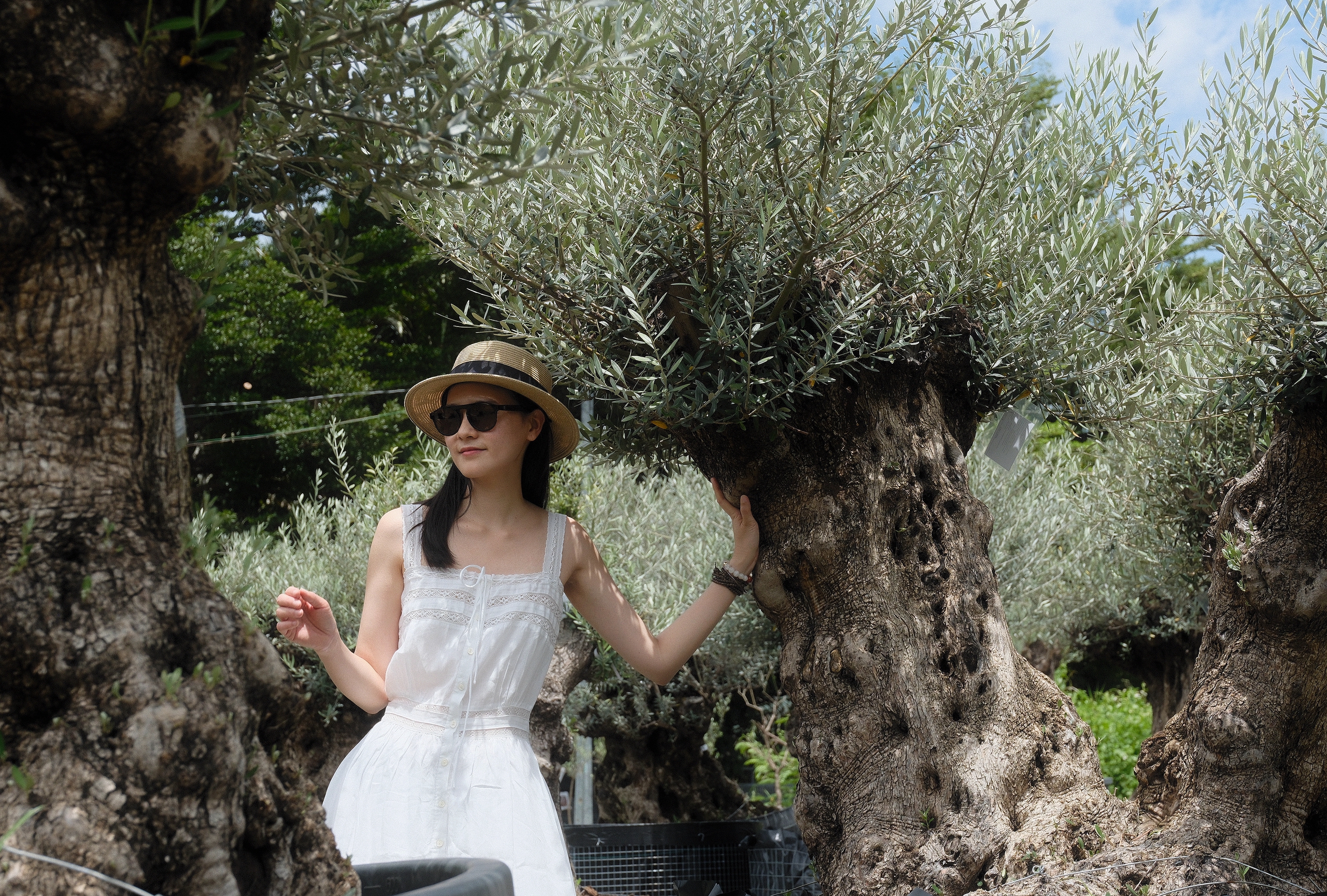 Độc lạ vườn ô liu cổ thụ 15 tỉ ngay tại… TP.HCM, từ vùng Địa Trung Hải - Ảnh 2.