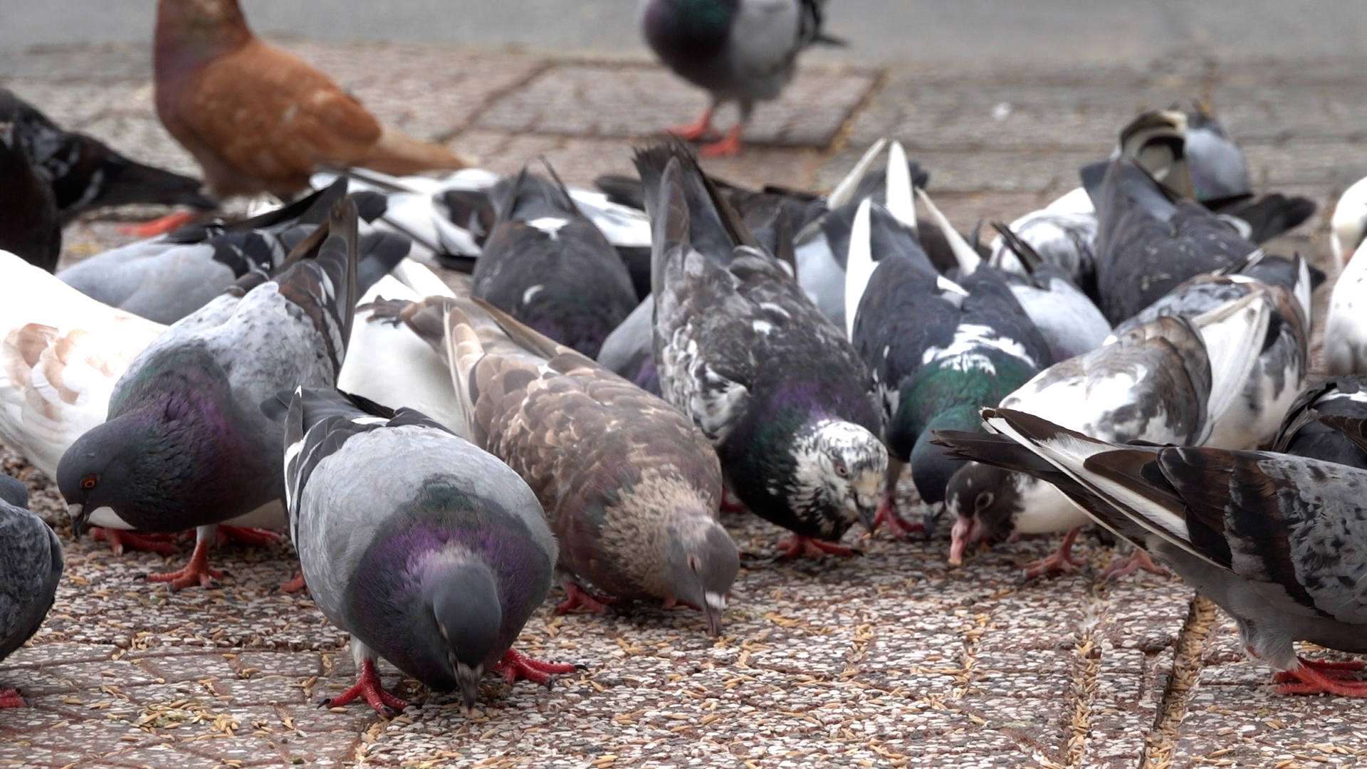 Người đ&agrave;n &ocirc;ng miền T&acirc;y suốt 13 năm - Ảnh 3.