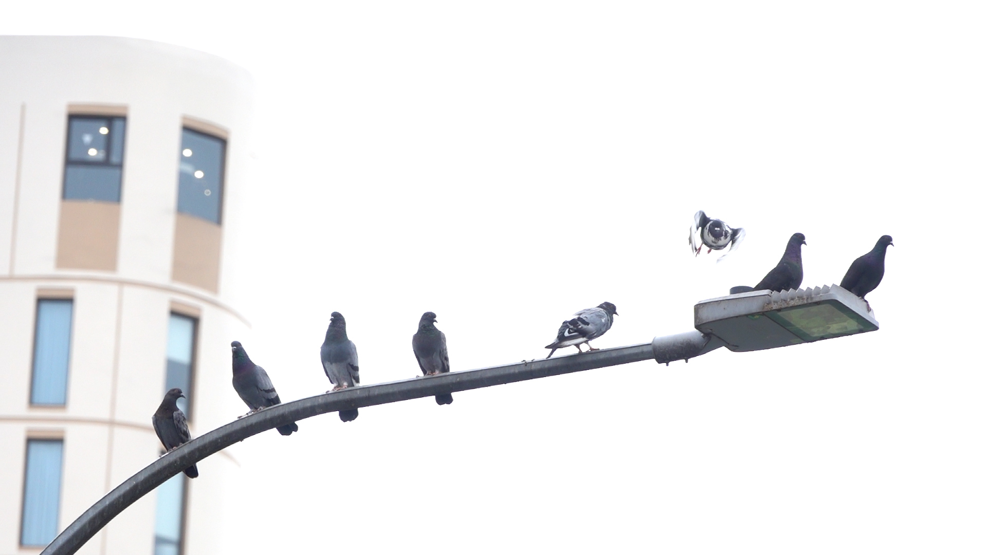 Người đ&agrave;n &ocirc;ng miền T&acirc;y suốt 13 năm - Ảnh 4.