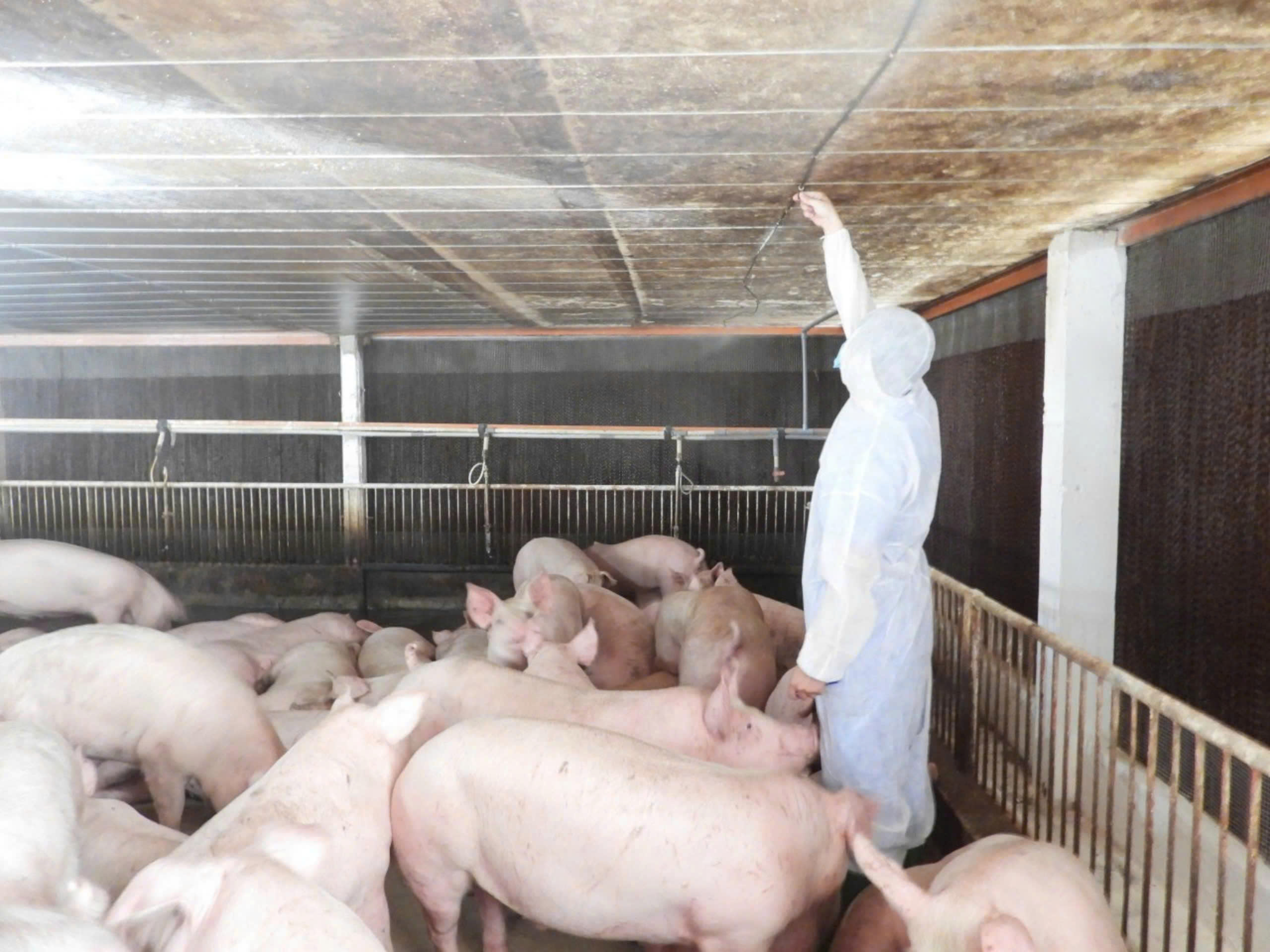 Tây Ninh: Xuất hiện thêm 7 ổ dịch tả heo, gần 1.500 con bị tiêu hủy- Ảnh 1.