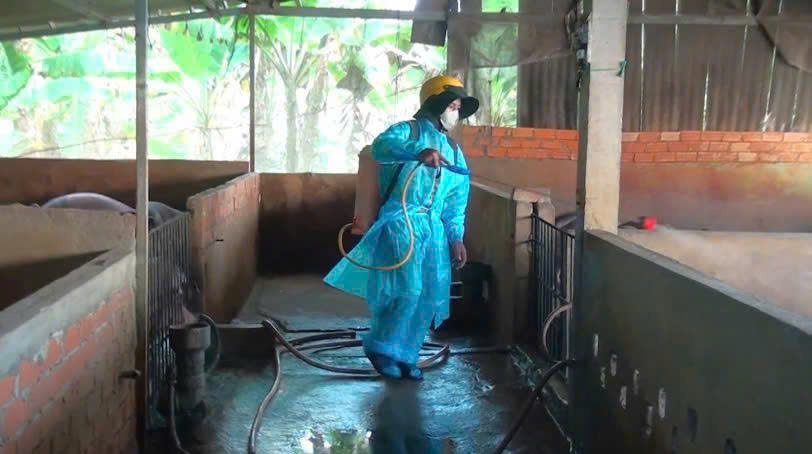 Tây Ninh: Xuất hiện thêm 7 ổ dịch tả heo, gần 1.500 con bị tiêu hủy- Ảnh 2.