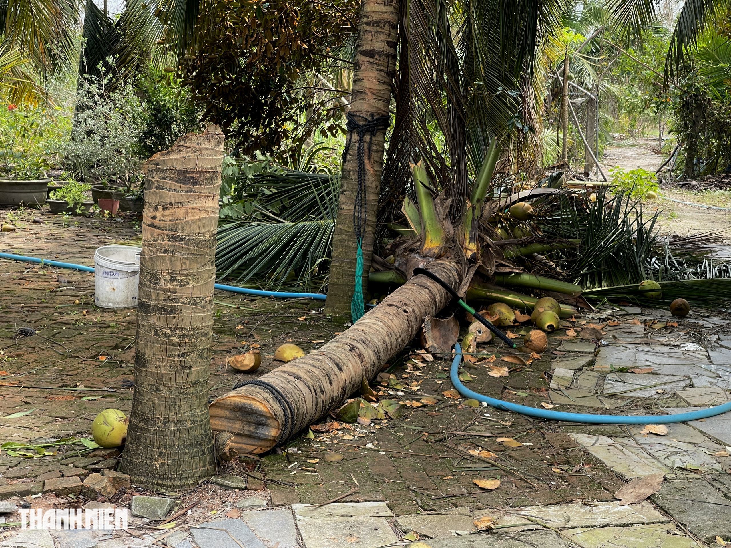 Cận cảnh cây dừa bị tôn cắt làm đôi gây xôn xao dư luận  - Ảnh 5.