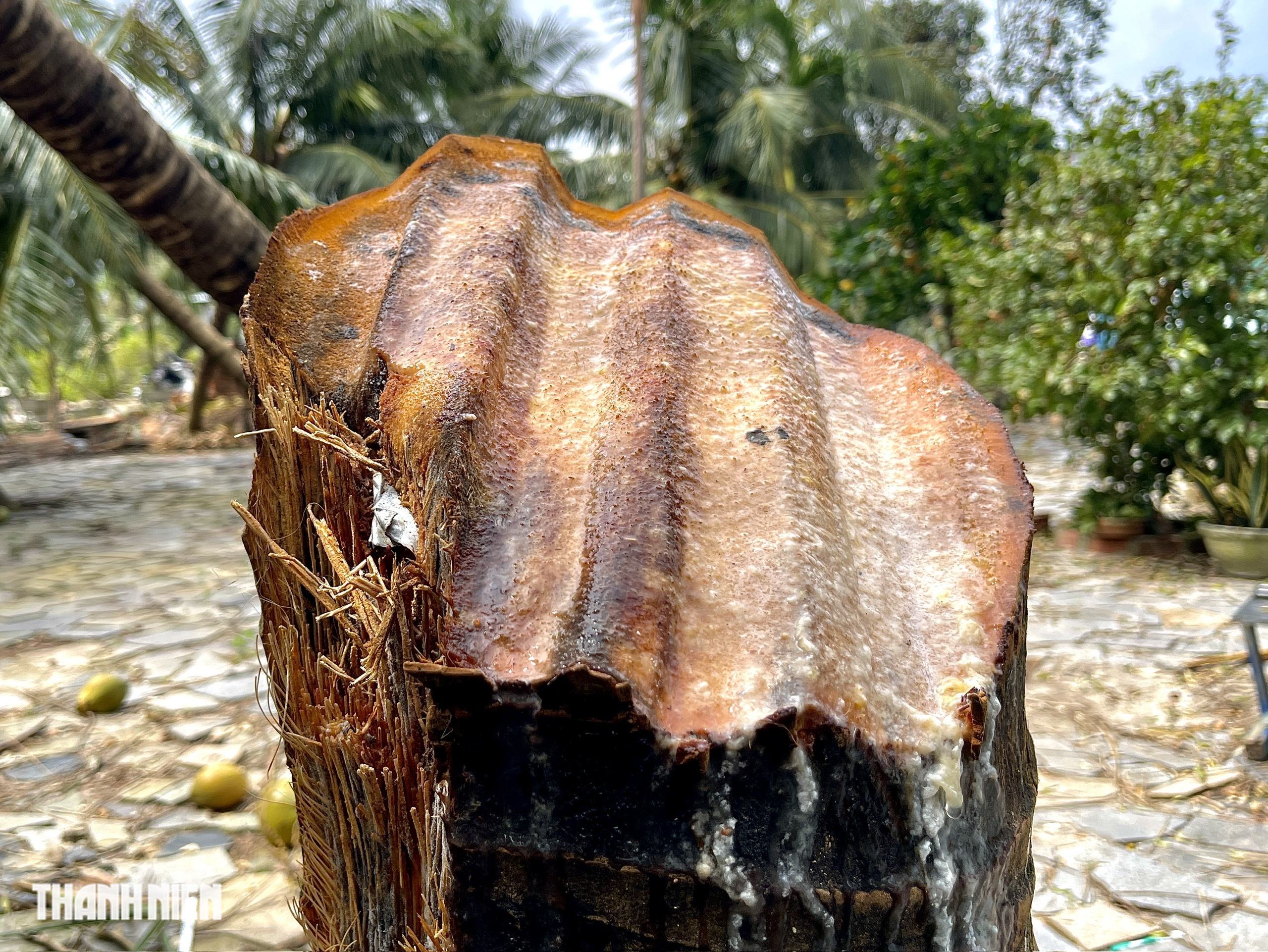 Cận cảnh cây dừa bị tôn cắt làm đôi gây xôn xao dư luận  - Ảnh 1.