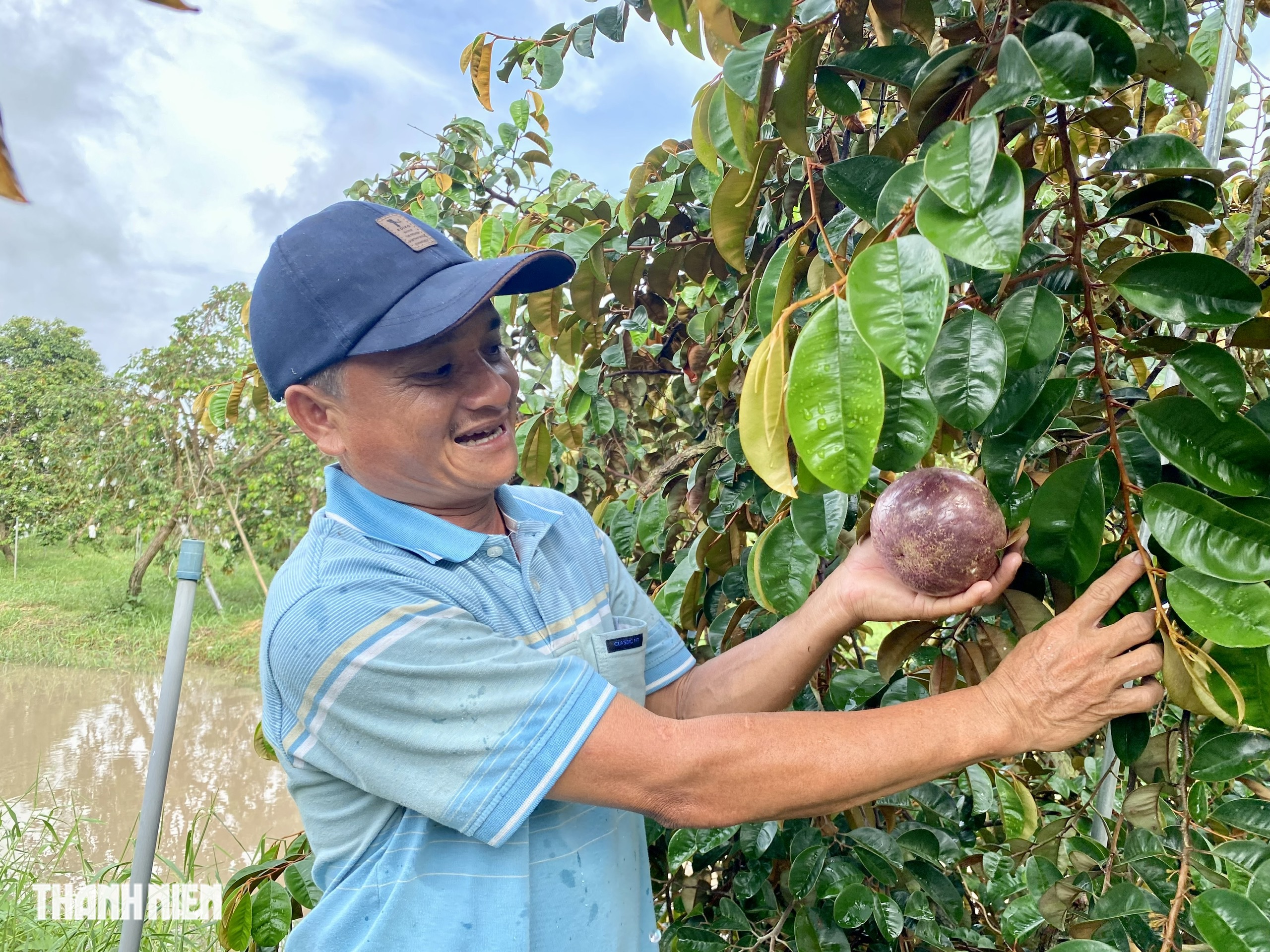 Kỹ sư thủy sản trồng thành công vườn vú sữa có thể ăn được cả vỏ- Ảnh 2.