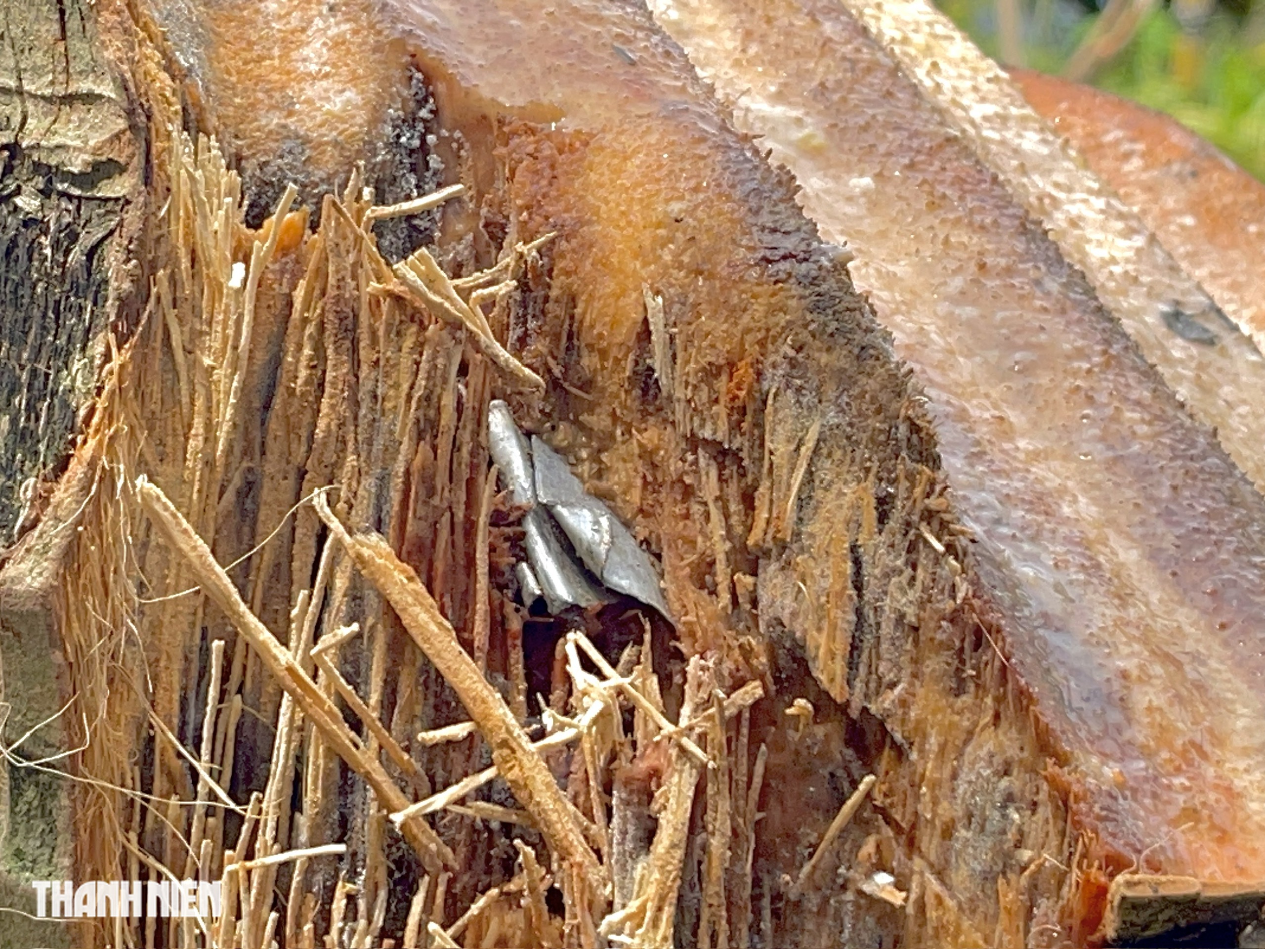 Cận cảnh cây dừa bị tôn cắt làm đôi gây xôn xao dư luận  - Ảnh 3.