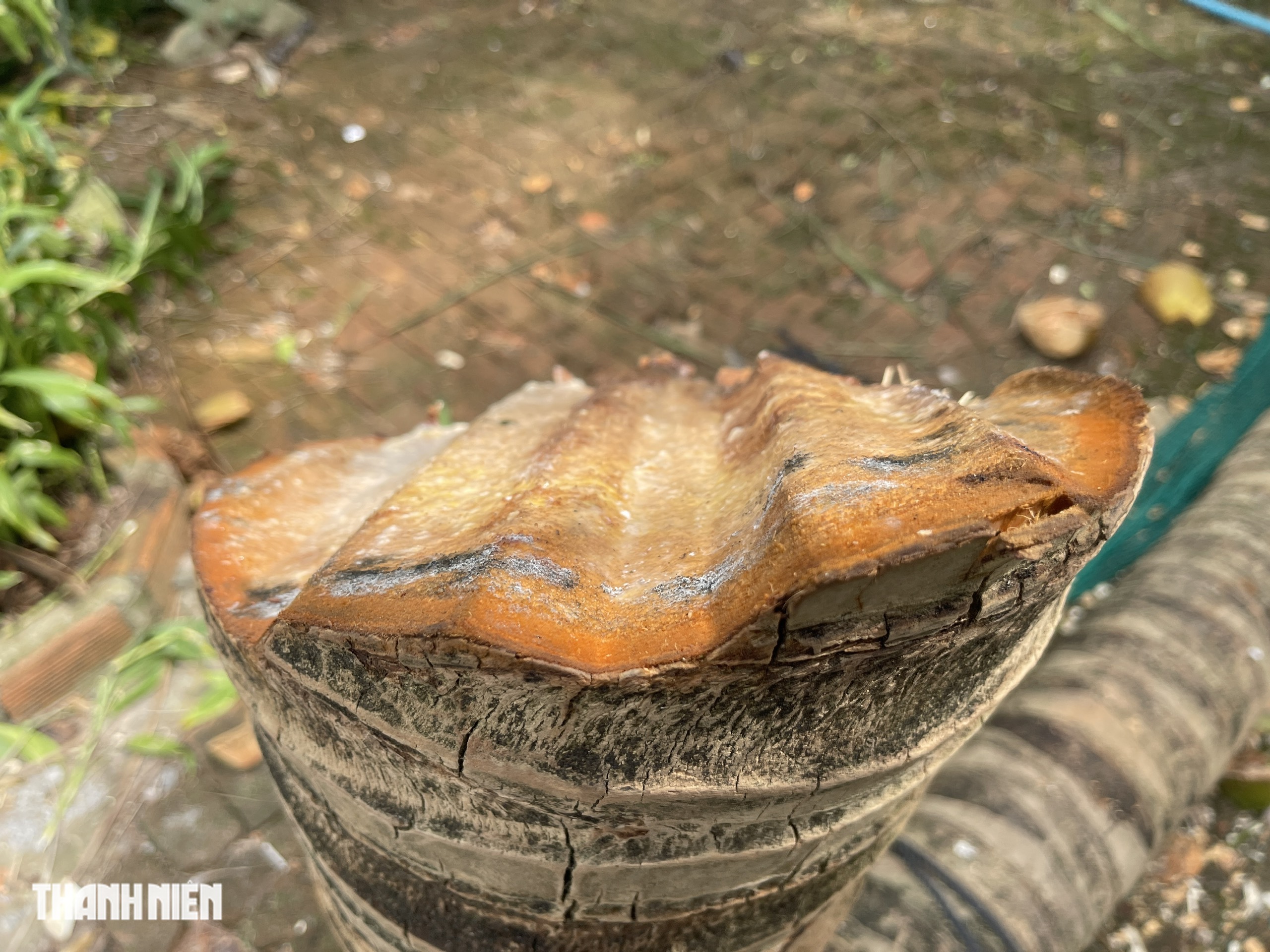 Cận cảnh cây dừa bị tôn cắt làm đôi gây xôn xao dư luận  - Ảnh 6.