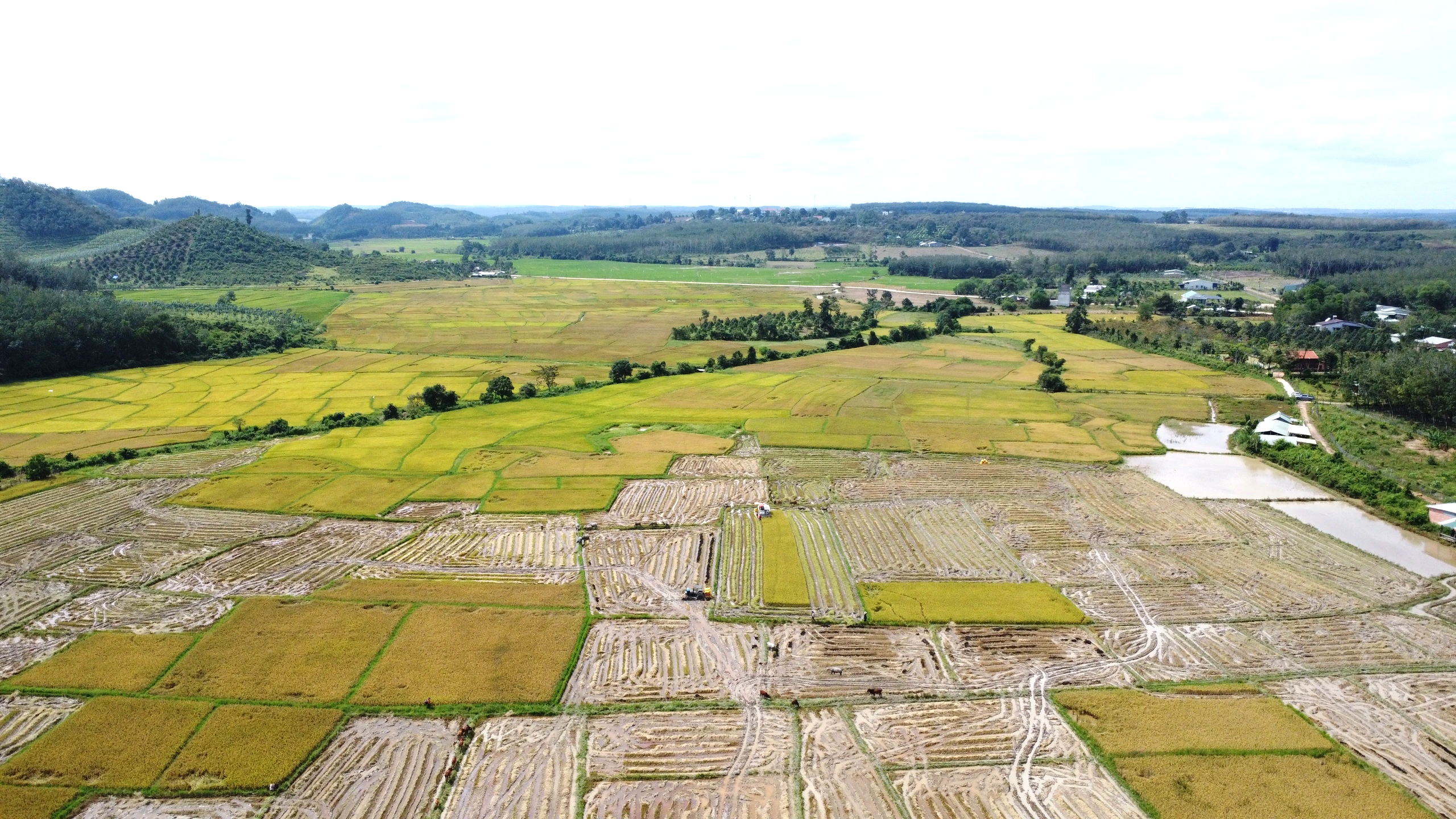 Cánh đồng lúa đẹp như tranh vẽ tại Đồng Nai- Ảnh 6. Cánh đồng lúa đẹp như tranh vẽ tại Đồng Nai- Ảnh 6.