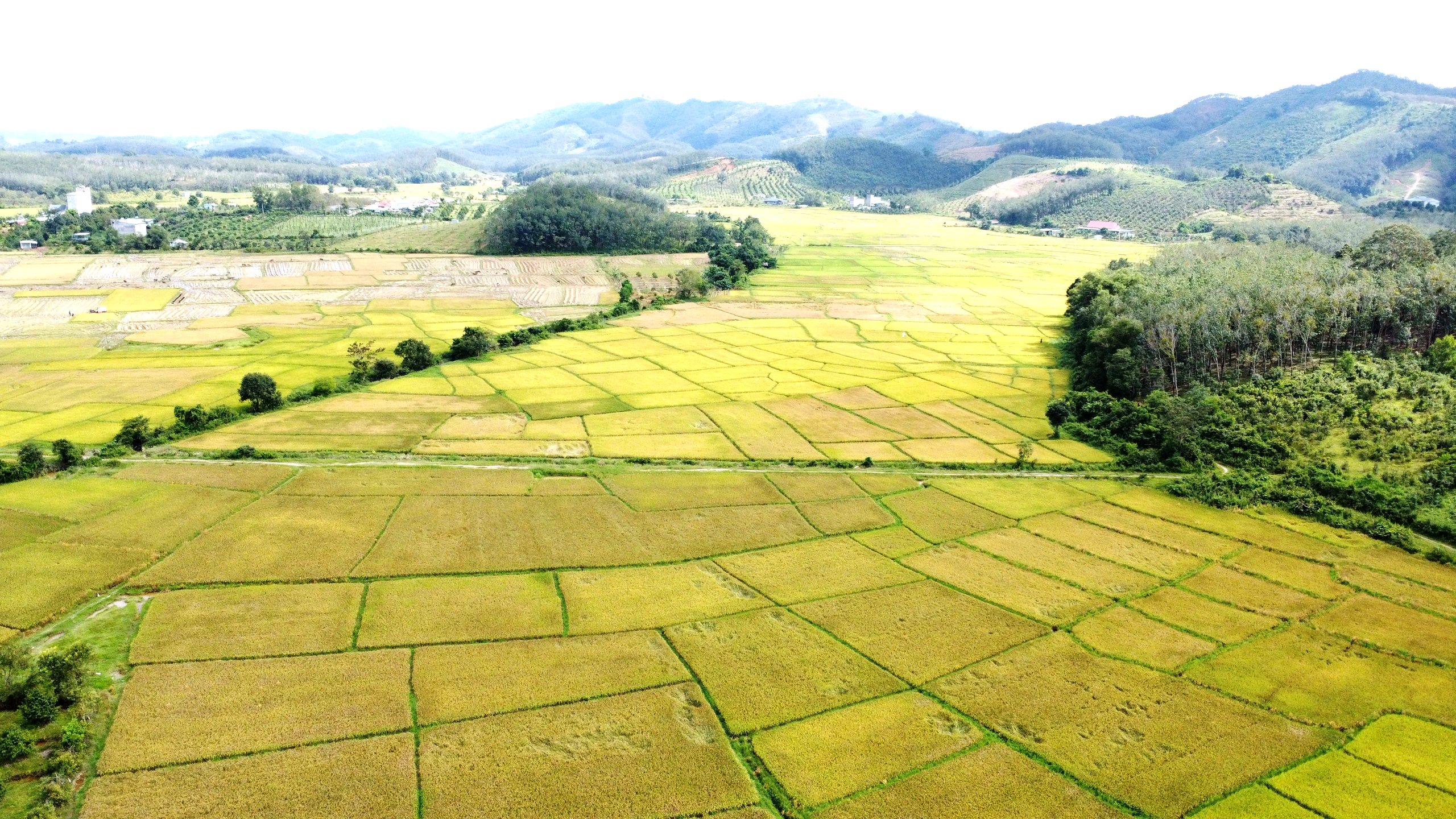 Cánh đồng lúa đẹp như tranh vẽ tại Đồng Nai- Ảnh 1. Cánh đồng lúa đẹp như tranh vẽ tại Đồng Nai- Ảnh 1.