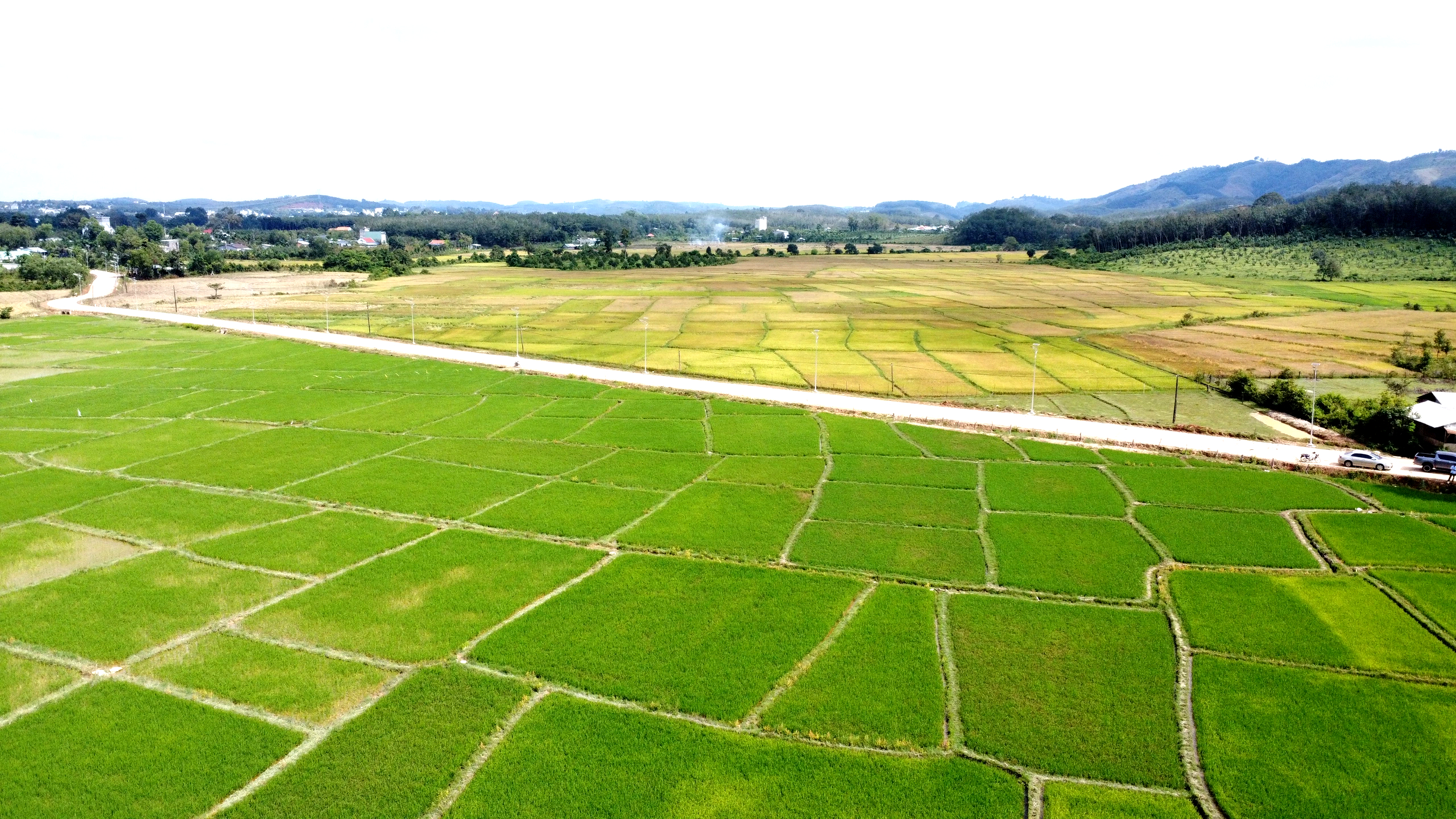 Cánh đồng lúa đẹp như tranh vẽ tại Đồng Nai- Ảnh 4. Cánh đồng lúa đẹp như tranh vẽ tại Đồng Nai- Ảnh 4.