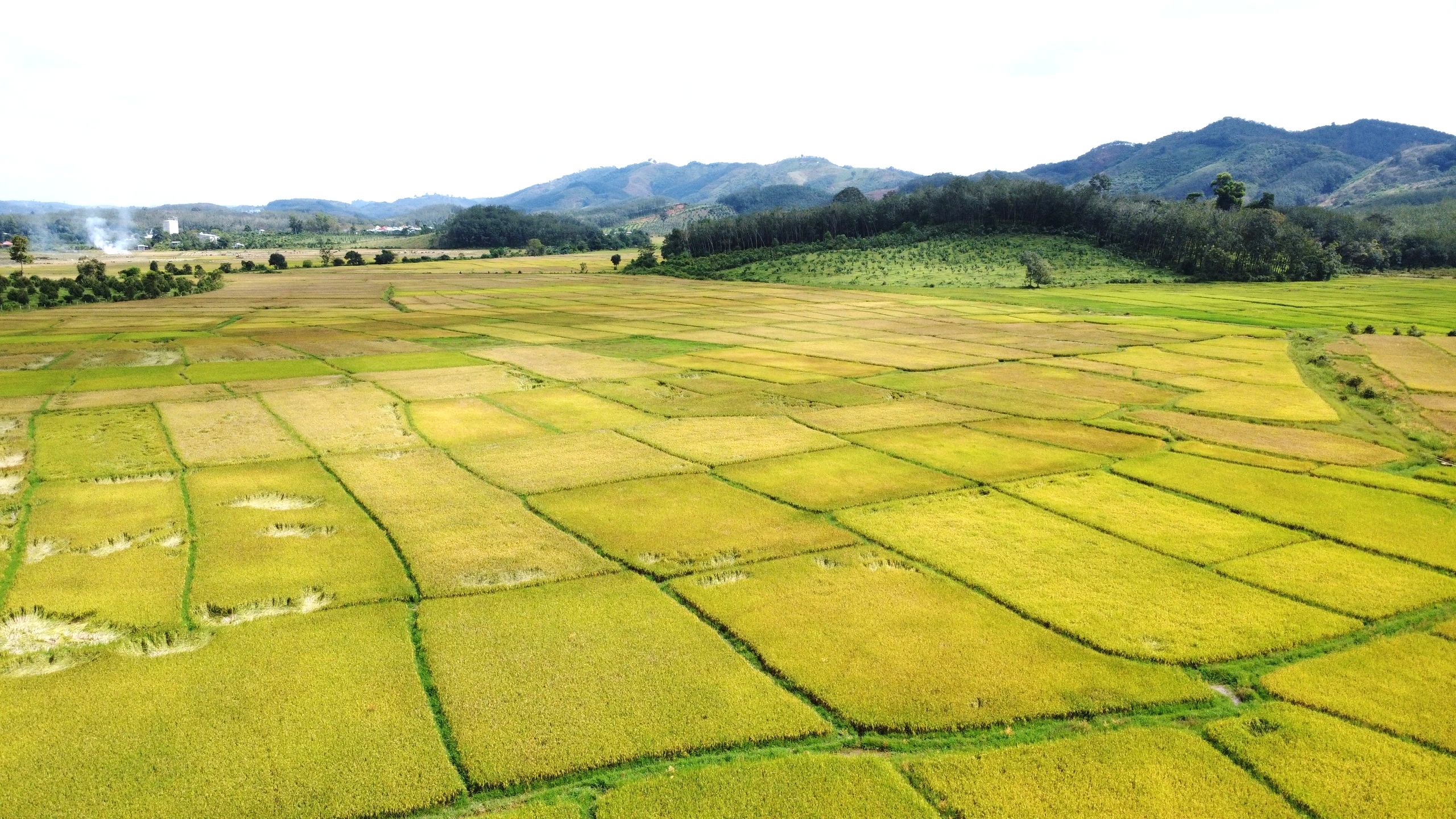 Cánh đồng lúa đẹp như tranh vẽ tại Đồng Nai- Ảnh 2. Cánh đồng lúa đẹp như tranh vẽ tại Đồng Nai- Ảnh 2.