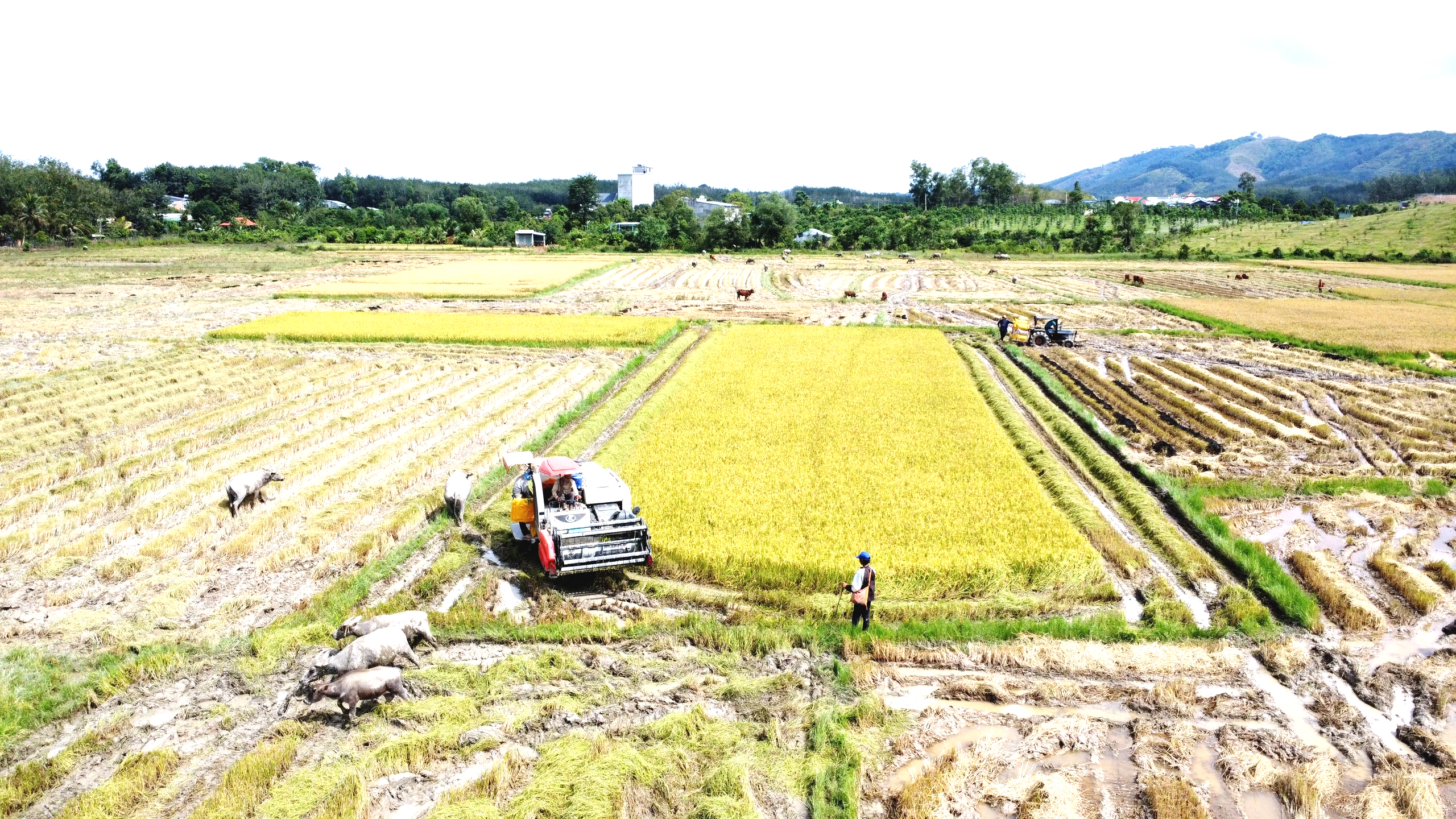 Cánh đồng lúa đẹp như tranh vẽ tại Đồng Nai- Ảnh 7. Cánh đồng lúa đẹp như tranh vẽ tại Đồng Nai- Ảnh 7.