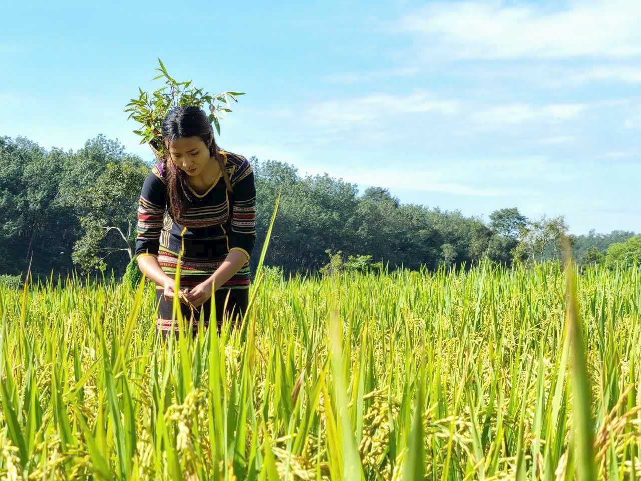 Cánh đồng lúa đẹp như tranh vẽ tại Đồng Nai- Ảnh 11. Cánh đồng lúa đẹp như tranh vẽ tại Đồng Nai- Ảnh 11.