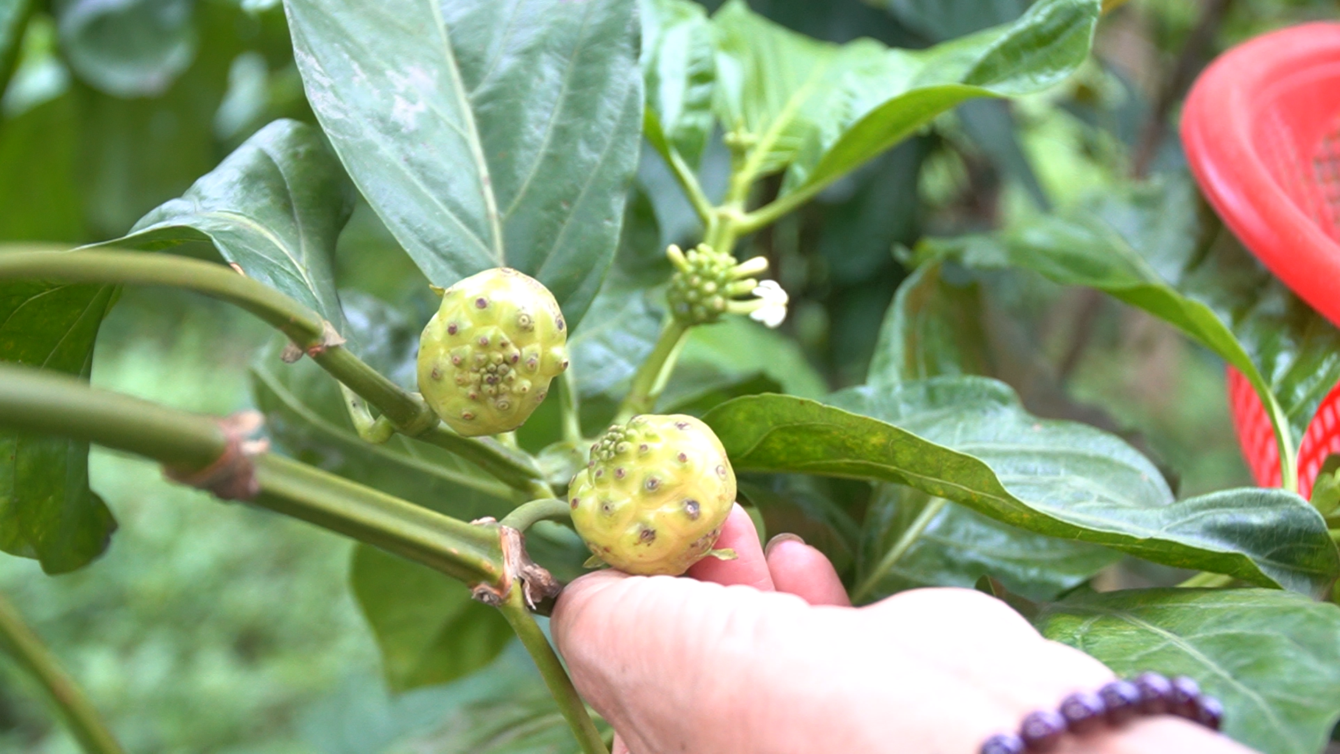 C&ugrave;ng sống xanh số 133: Khởi nghiệp ở tuổi U70, ph&oacute; gi&aacute;o sư l&agrave;m ra 12 sản phẩm tốt cho sức khoẻ trong v&ograve;ng 2 năm- Ảnh 2.