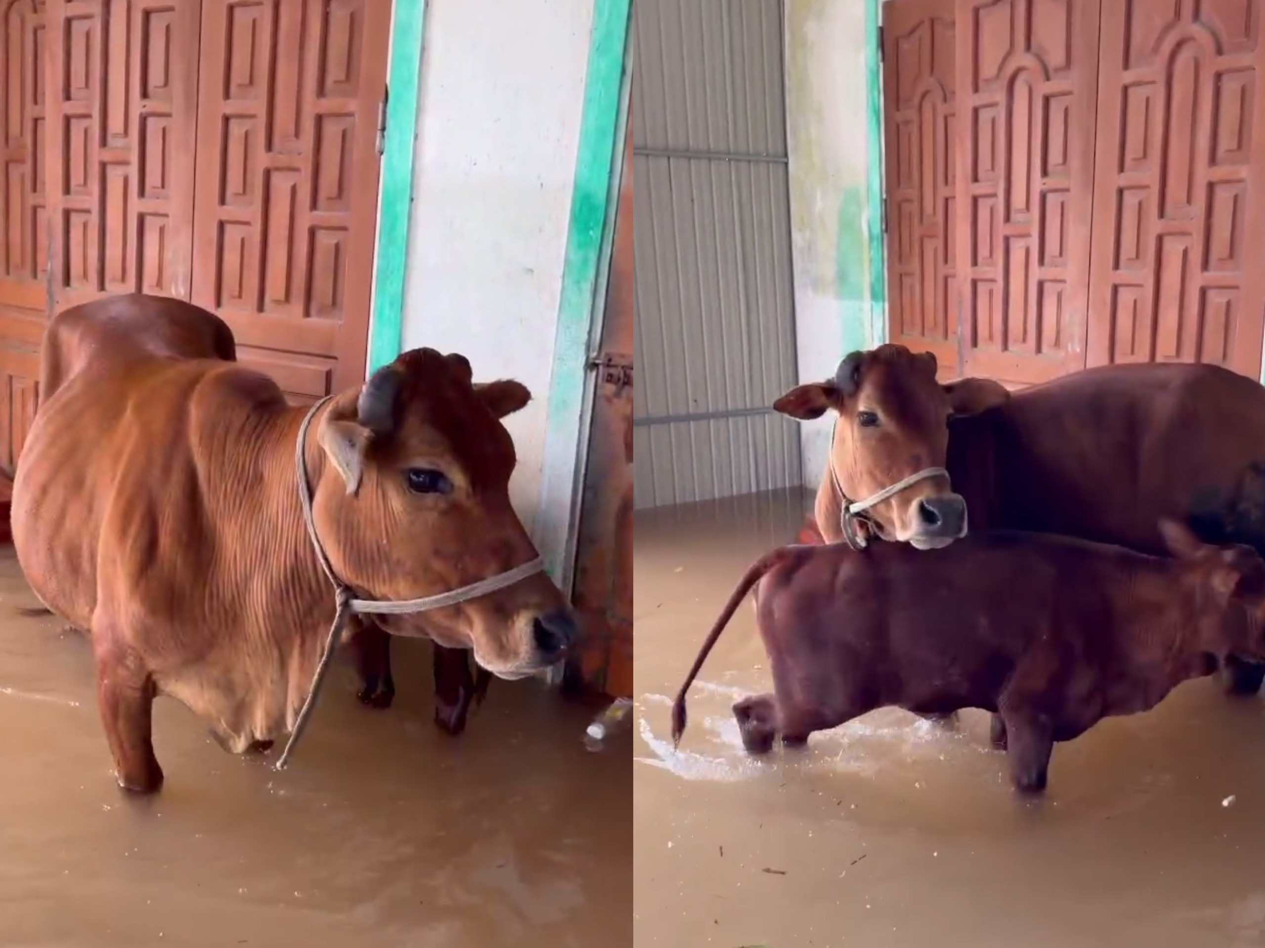 Chuyện hai mẹ con bò đi tránh lũ bất ngờ về nhà khiến chủ ứa nước mắt - Ảnh 3.