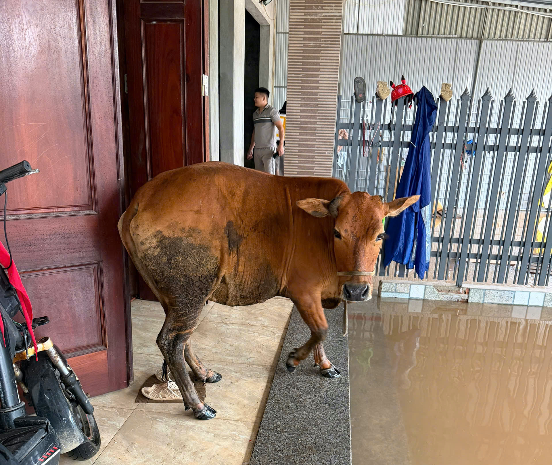 Chuyện hai mẹ con bò đi tránh lũ bất ngờ về nhà khiến chủ ứa nước mắt - Ảnh 2.