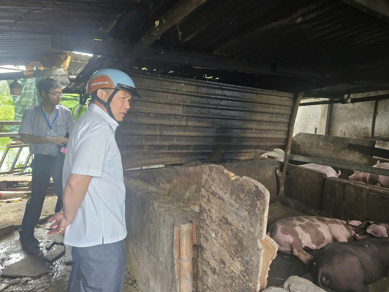 TP.HCM: Hộ dân nuôi heo giữa khu dân cư phường Tam Thắng xả thải ra môi trường- Ảnh 3.