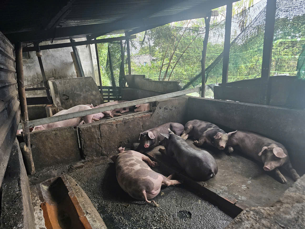 TP.HCM: Hộ dân nuôi heo giữa khu dân cư phường Tam Thắng xả thải ra môi trường- Ảnh 1.