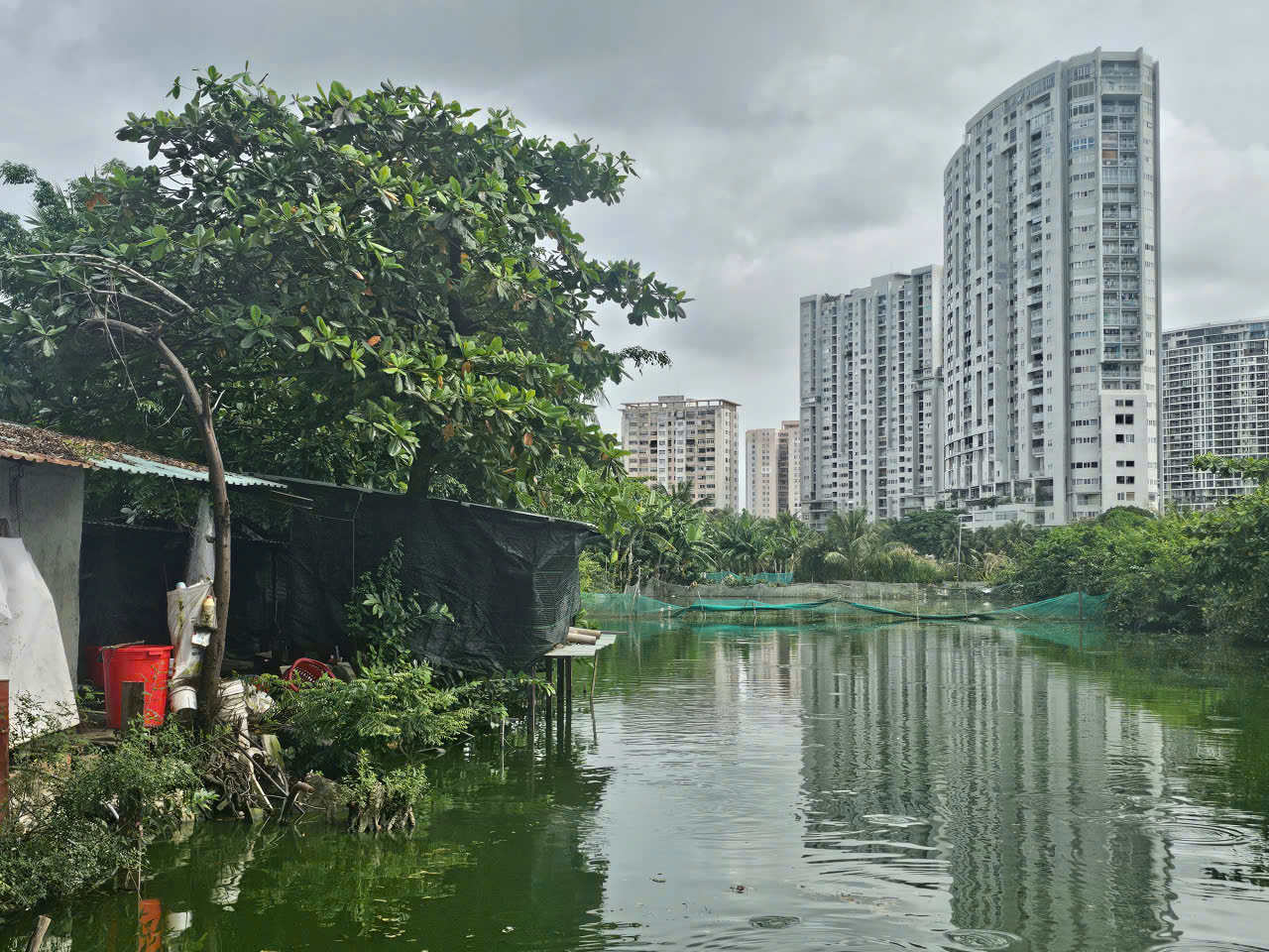 TP.HCM: Hộ dân nuôi heo giữa khu dân cư phường Tam Thắng xả thải ra môi trường- Ảnh 2.