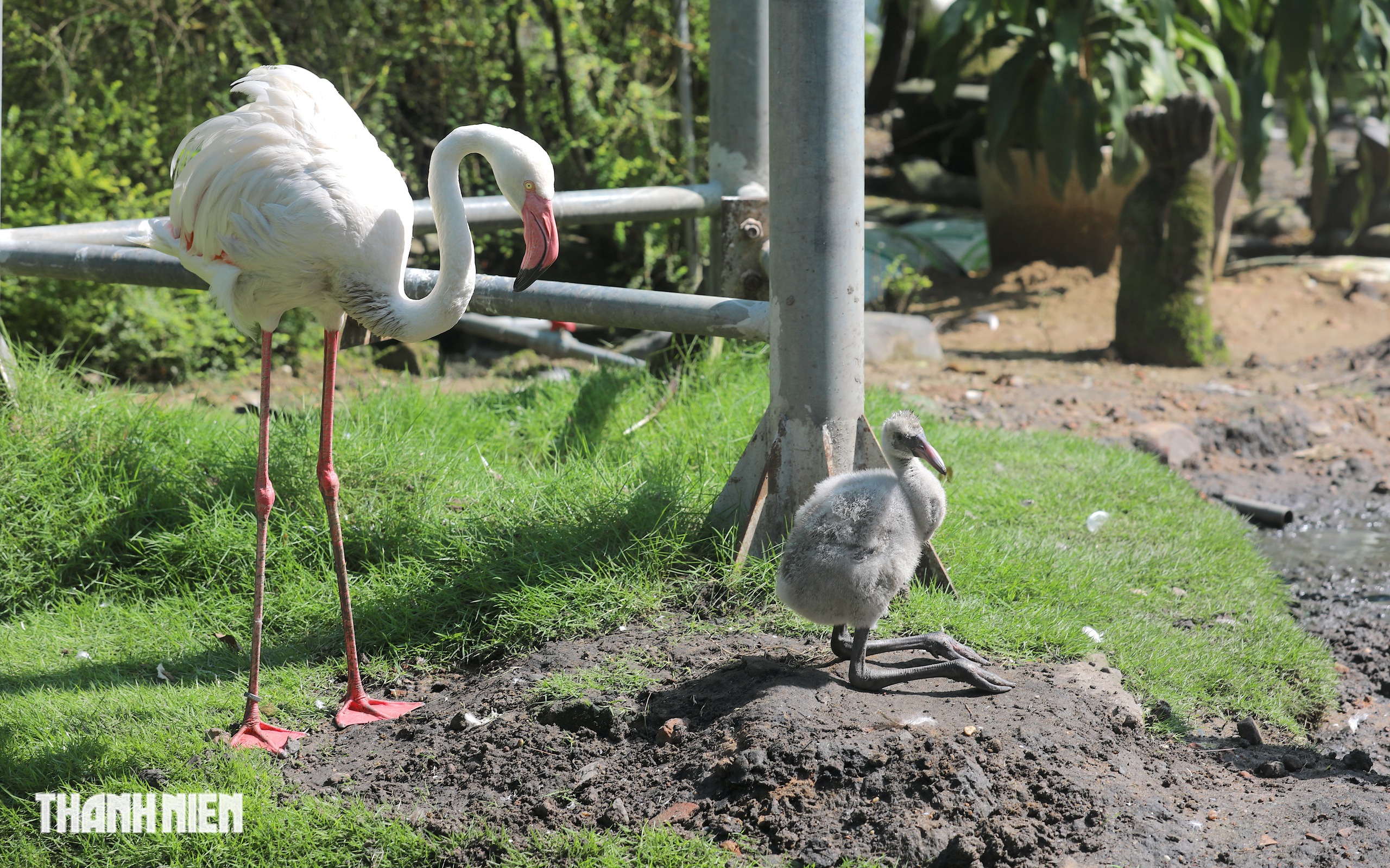 Hồng hạc con mới nở tung tăng giữa đ&agrave;n ở Thảo Cầm Vi&ecirc;n sau 20 năm chờ đợi - Ảnh 1.