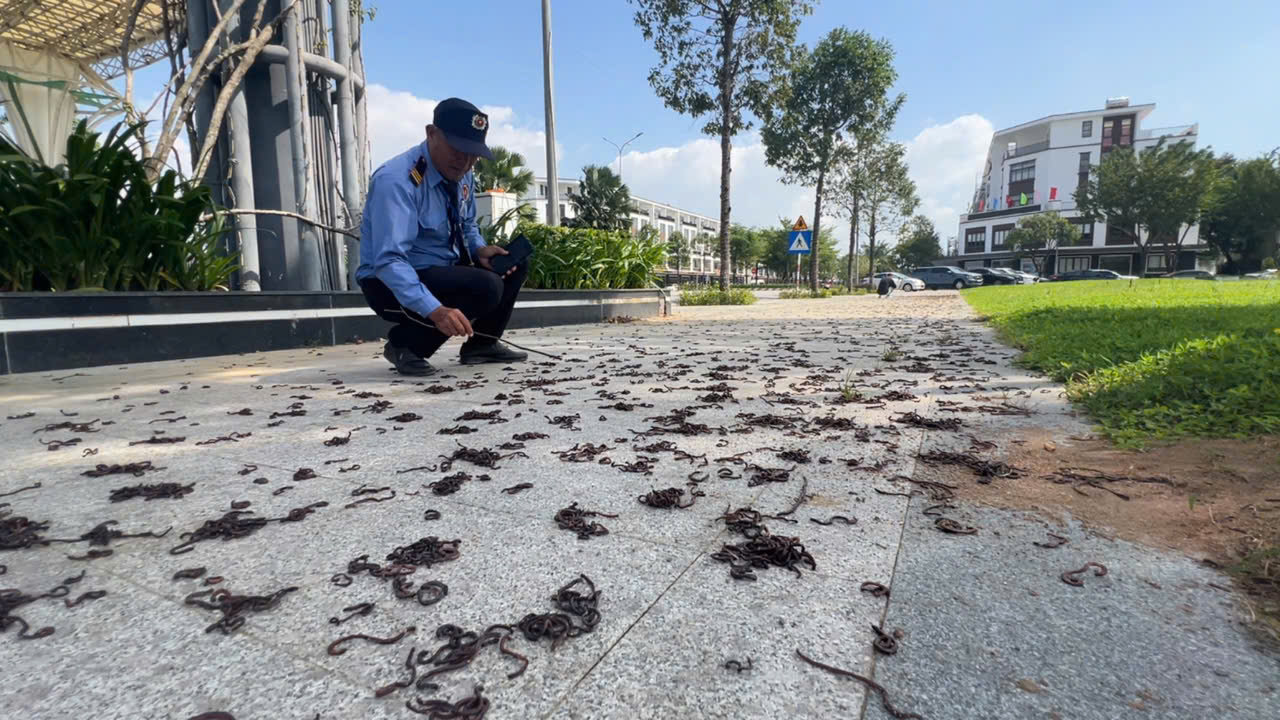 Giun đất bò kín vỉa hè rồi chết khô ở Quảng Ngãi: Chuyên gia nói gì? - Ảnh 1.