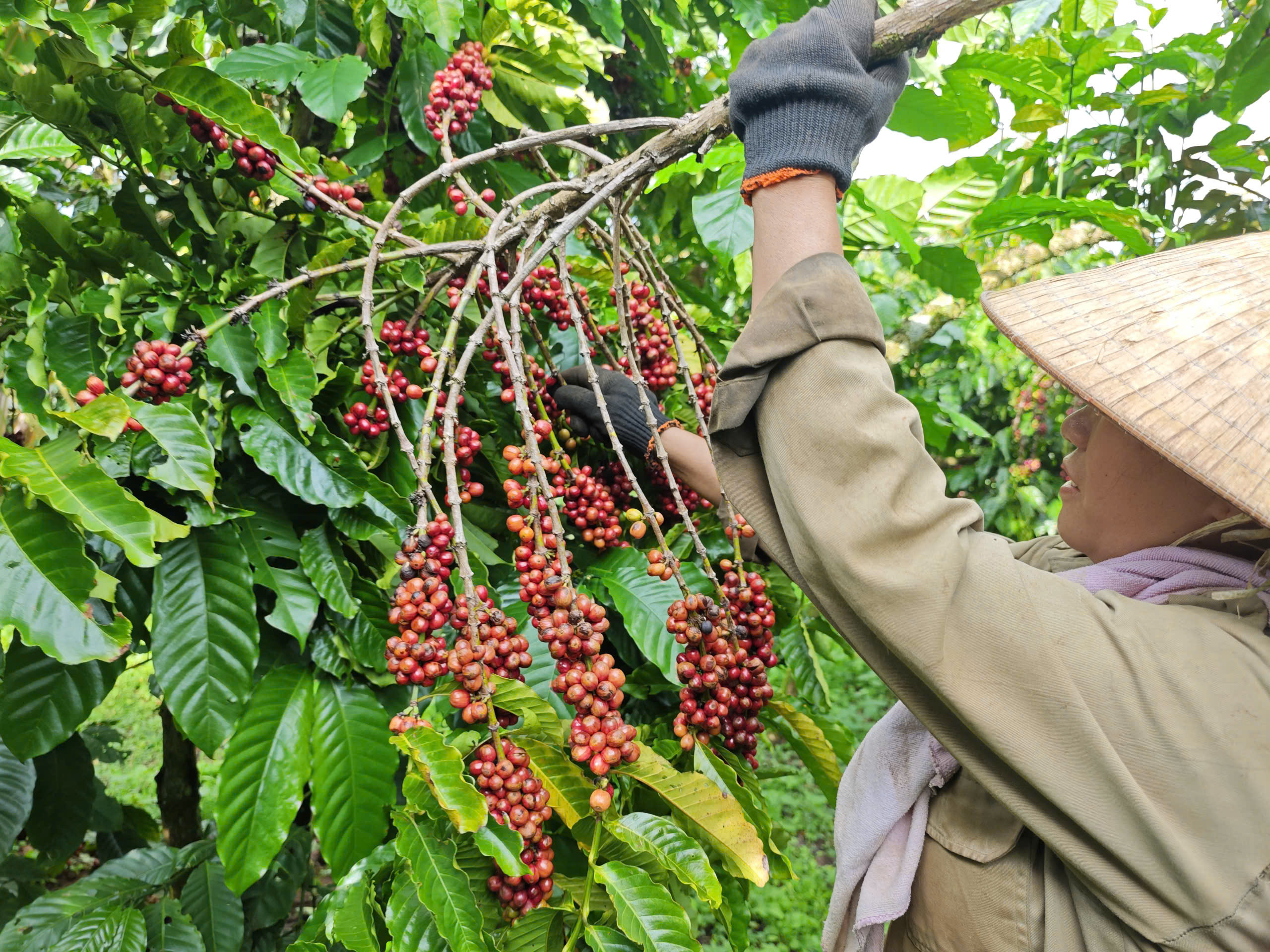 Mỹ miễn thuế đối ứng, cà phê và rau quả từ Việt Nam có hưởng lợi?- Ảnh 1. Mỹ miễn thuế đối ứng, cà phê và rau quả từ Việt Nam có hưởng lợi?- Ảnh 1.