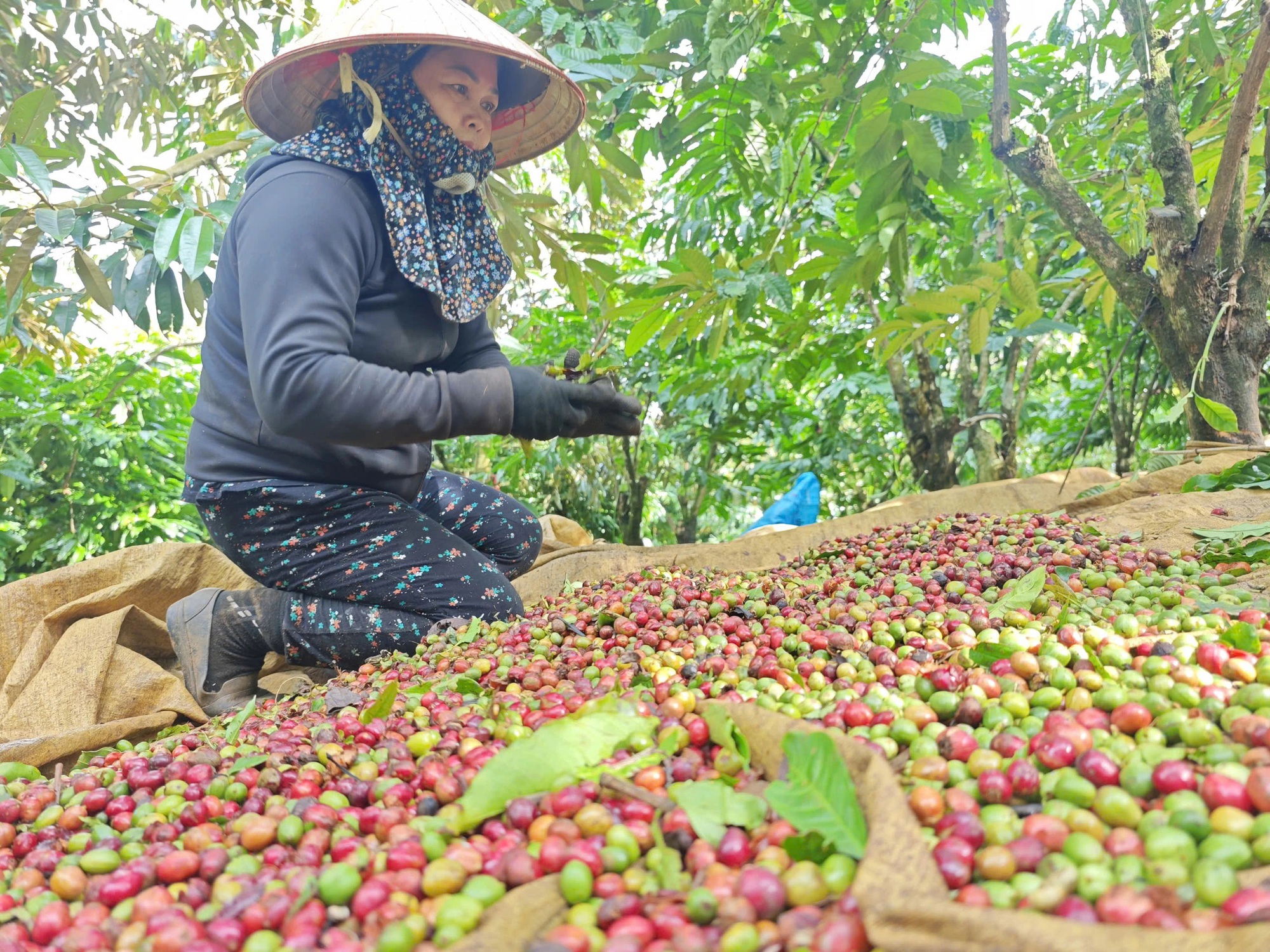 Việt Nam nhập khẩu nhiều nông sản, có đáng lo?- Ảnh 2. Việt Nam nhập khẩu nhiều nông sản, có đáng lo?- Ảnh 2.