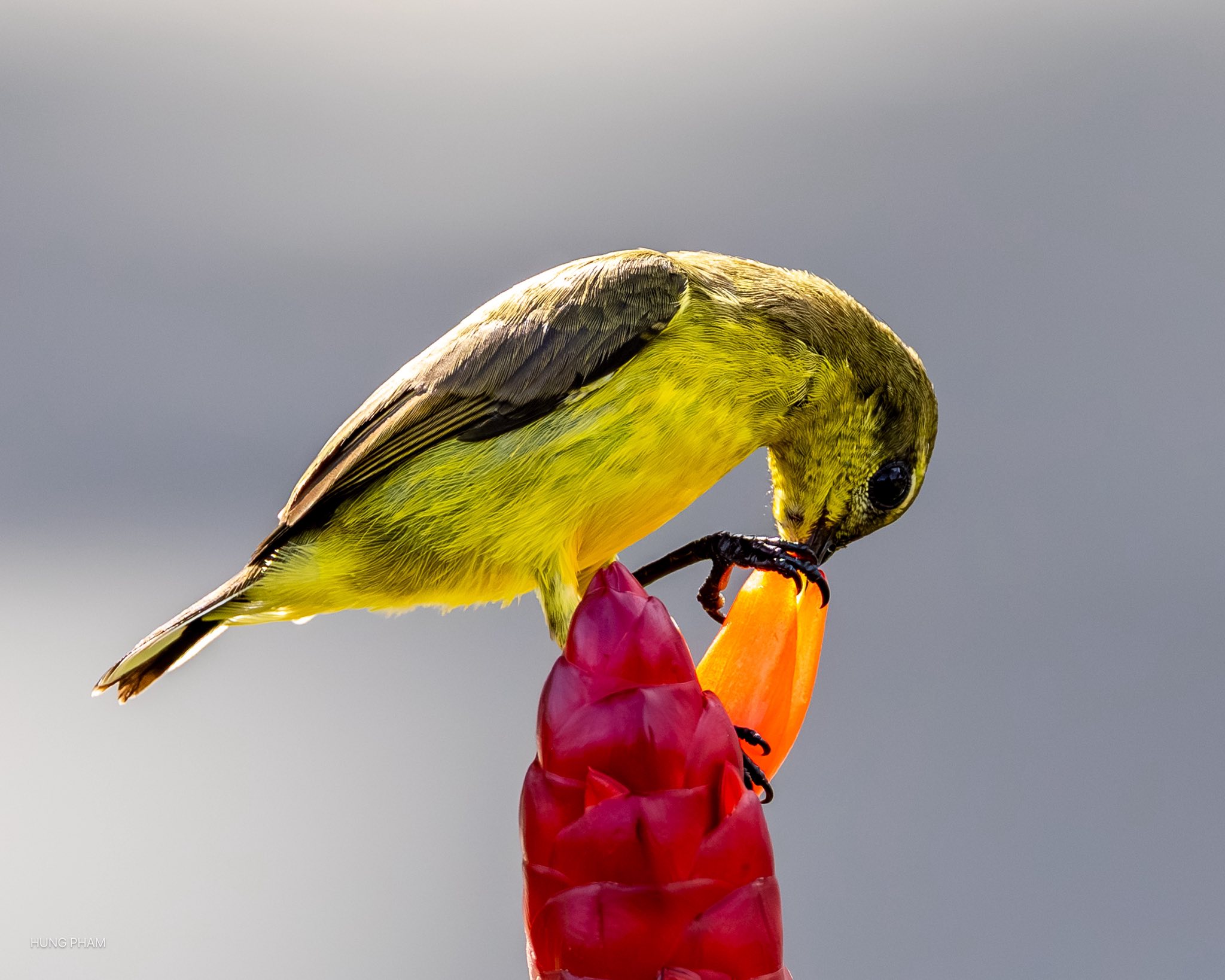 Ngắm chim hút mật no nê từ bông hoa đỏ rực: Khoảnh khắc bình yên ở TP.HCM - Ảnh 1.