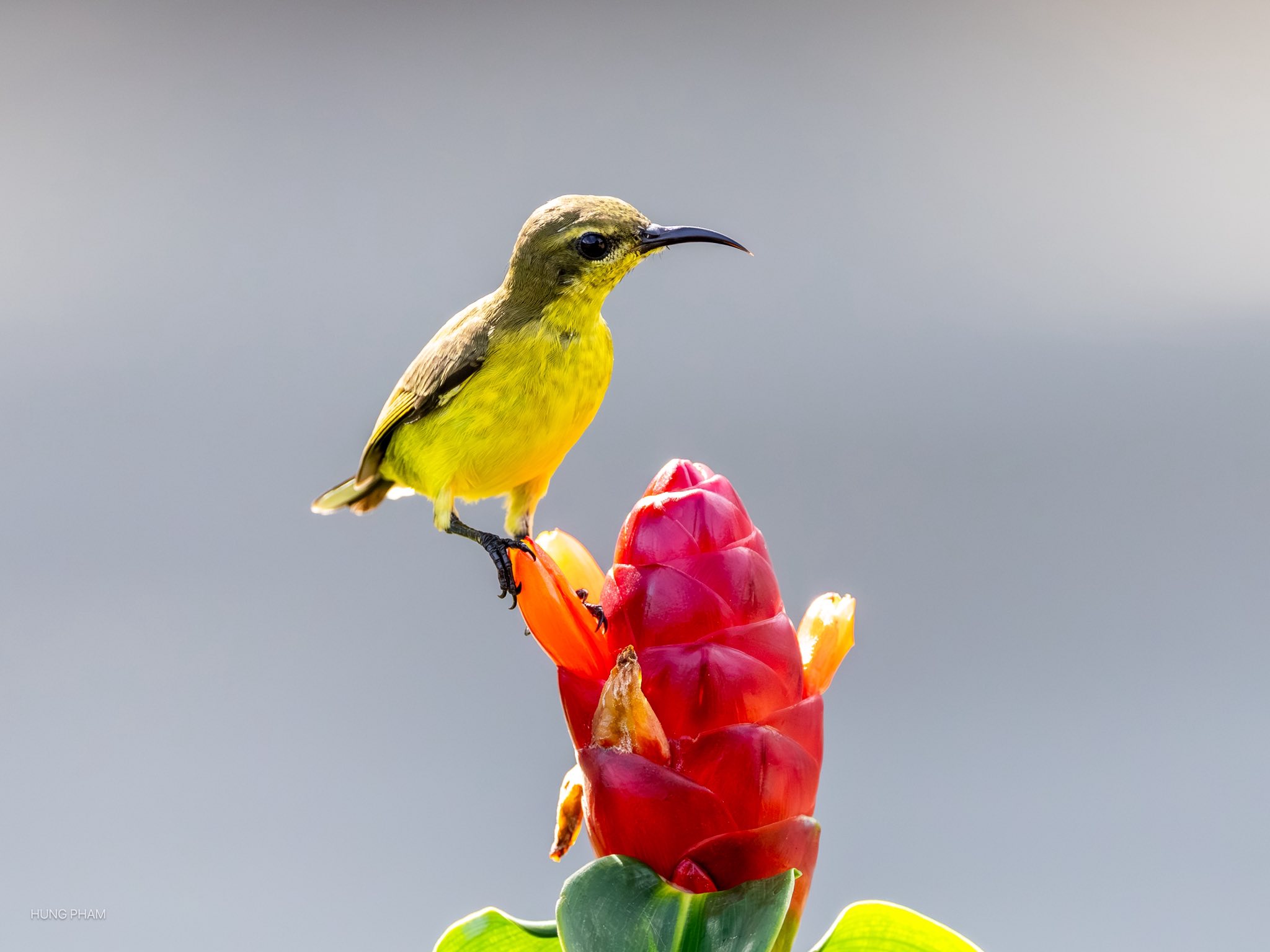 Ngắm chim hút mật no nê từ bông hoa đỏ rực: Khoảnh khắc bình yên ở TP.HCM - Ảnh 5.