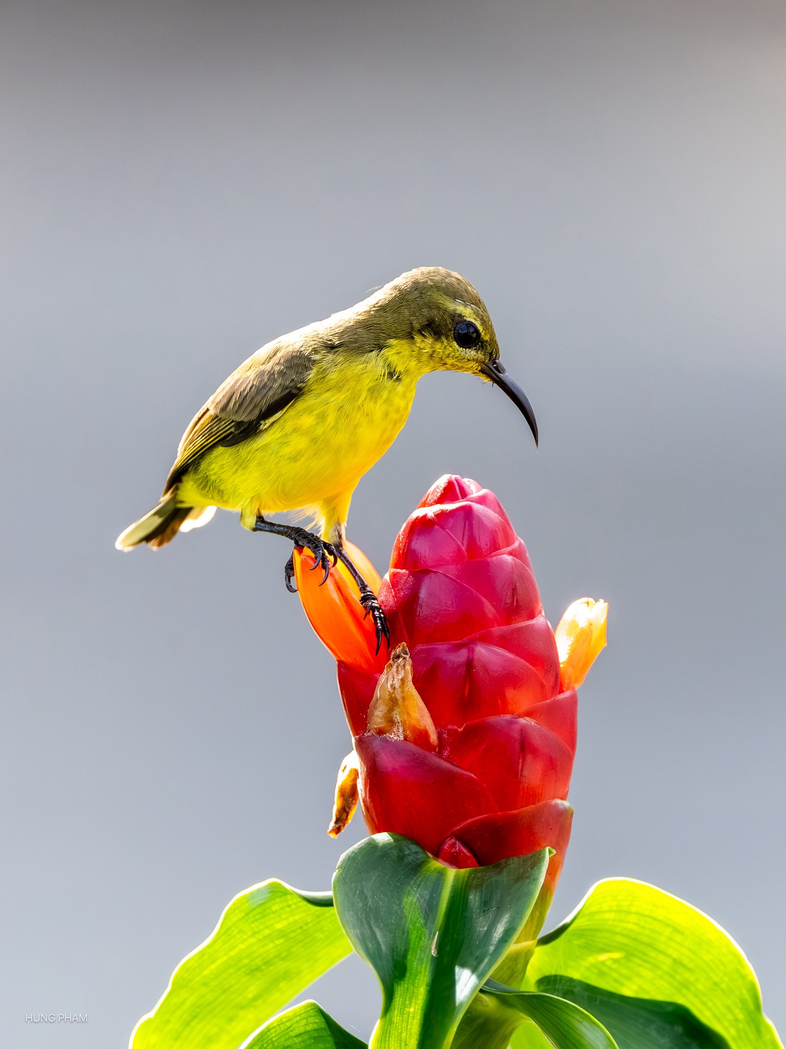 Ngắm chim hút mật no nê từ bông hoa đỏ rực: Khoảnh khắc bình yên ở TP.HCM - Ảnh 7.