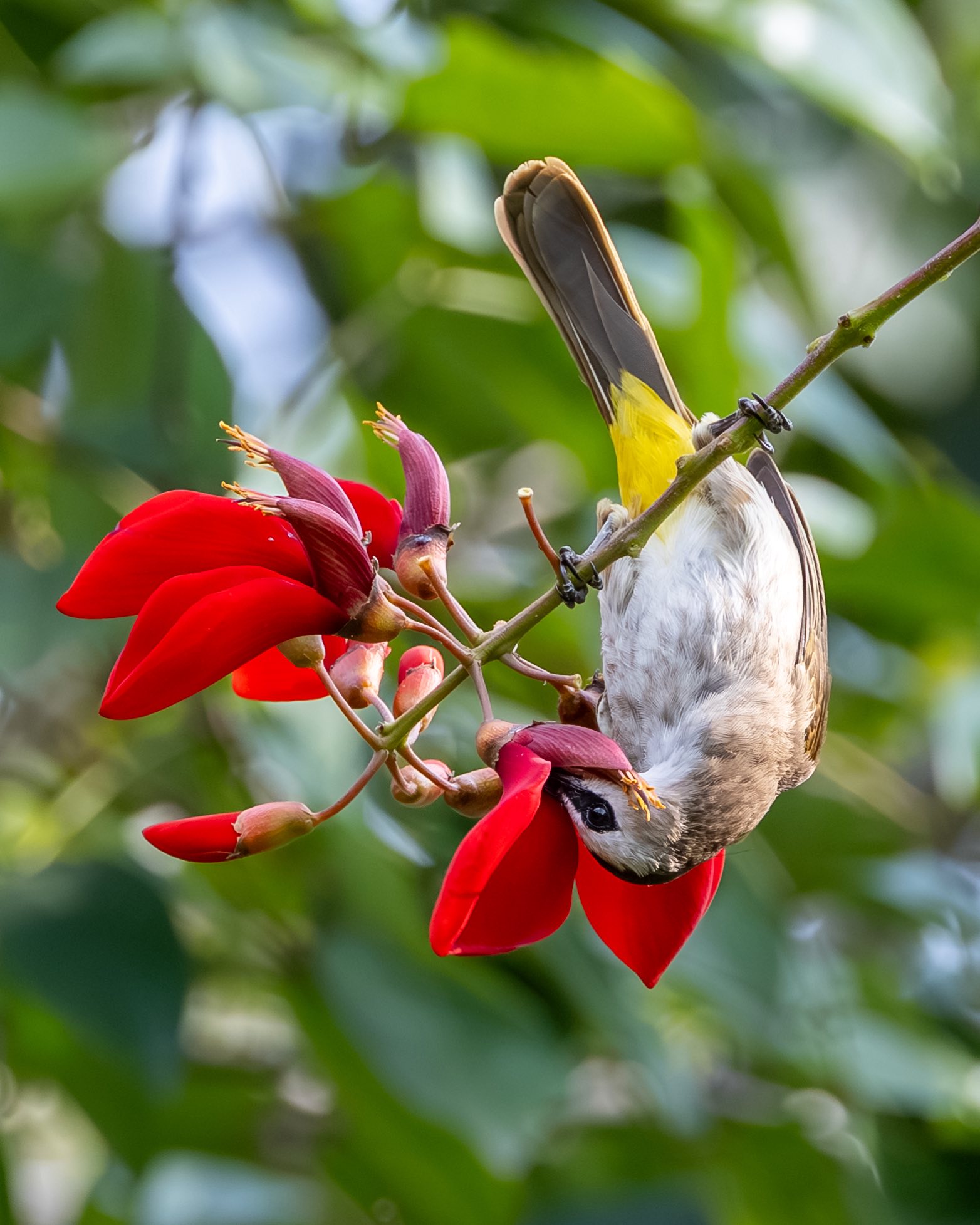 Ngắm chim hút mật no nê từ bông hoa đỏ rực: Khoảnh khắc bình yên ở TP.HCM - Ảnh 3.