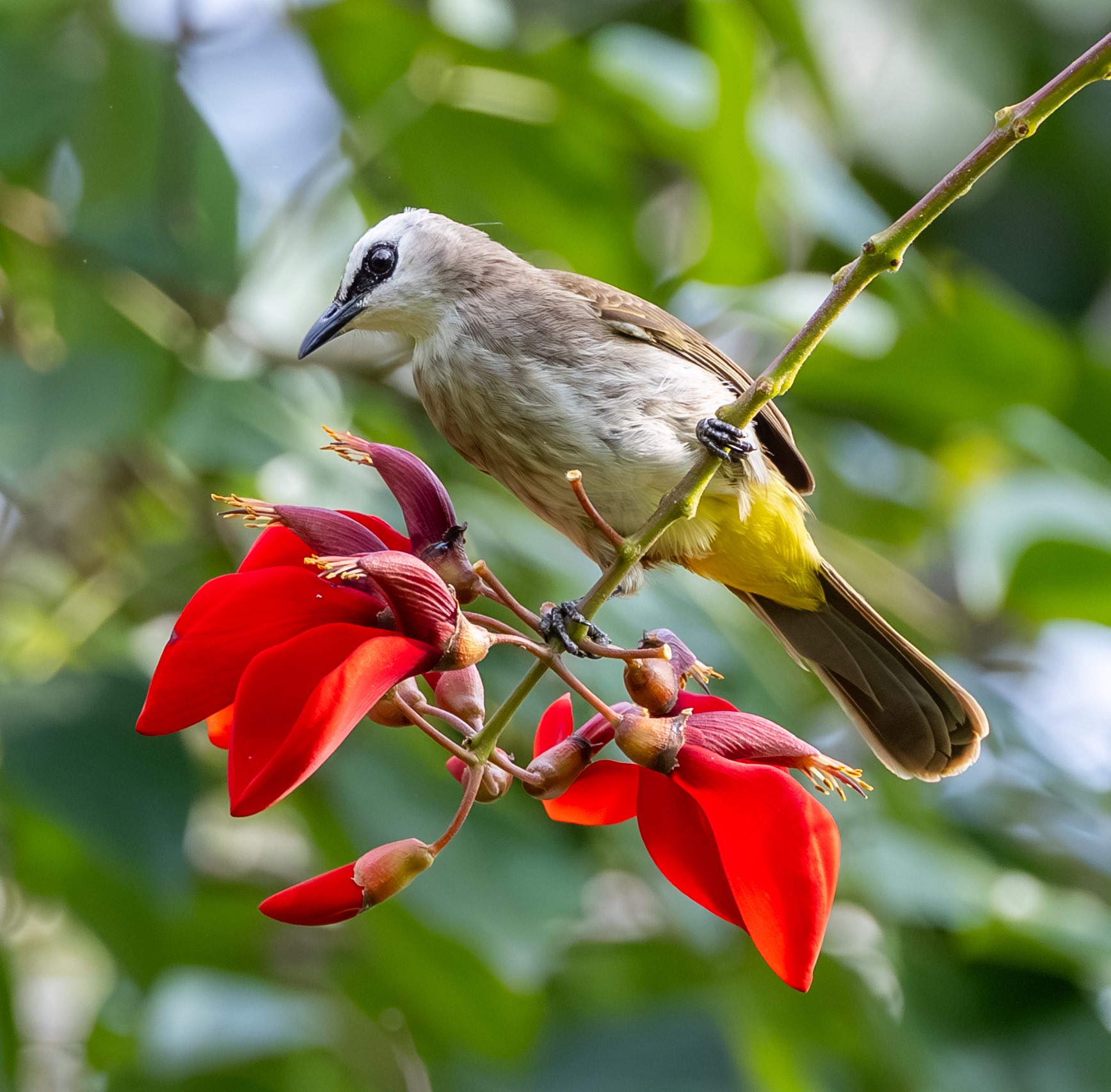 Ngắm chim hút mật no nê từ bông hoa đỏ rực: Khoảnh khắc bình yên ở TP.HCM - Ảnh 4.