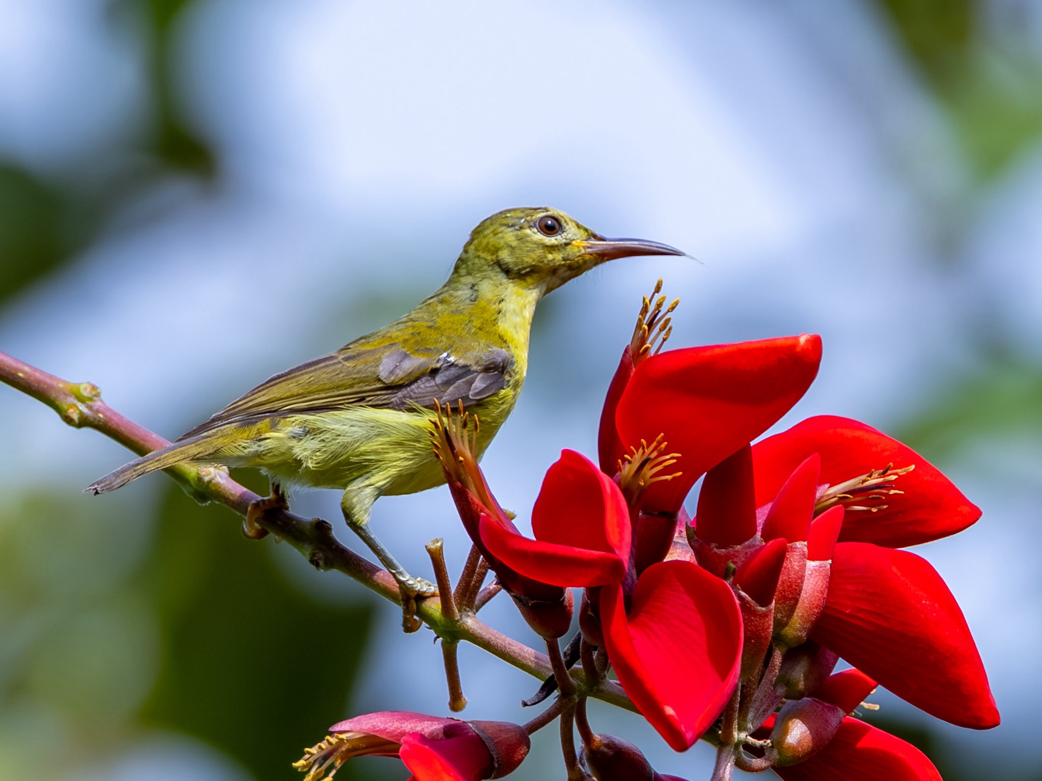 Ngắm chim hút mật no nê từ bông hoa đỏ rực: Khoảnh khắc bình yên ở TP.HCM - Ảnh 6.