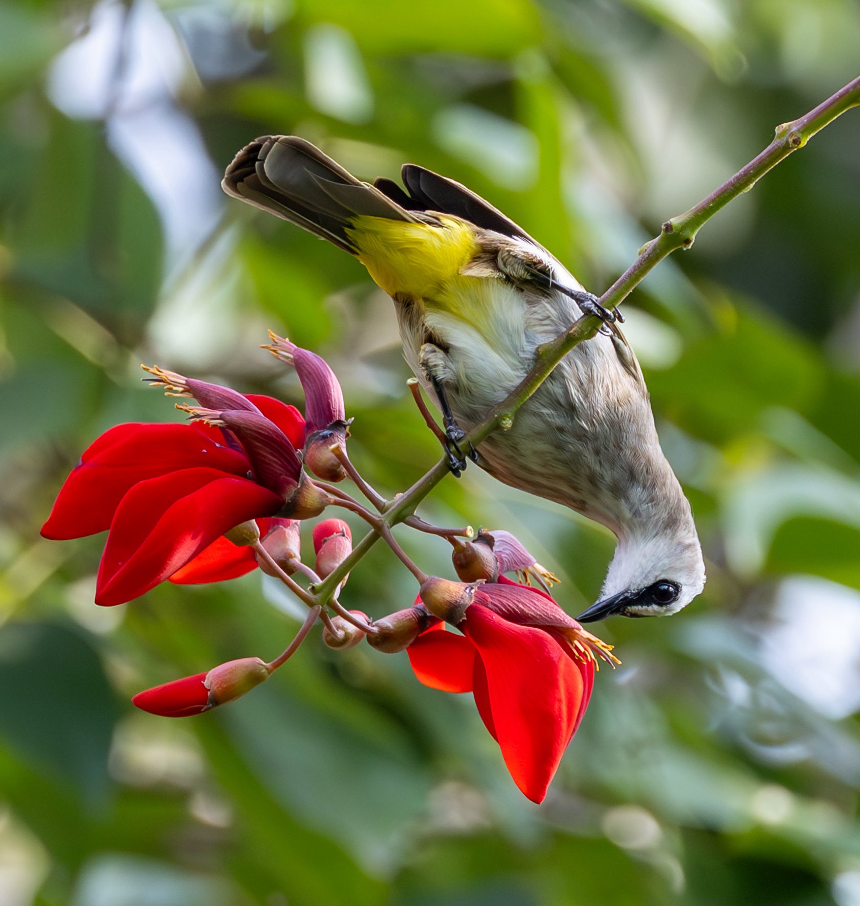 Ngắm chim hút mật no nê từ bông hoa đỏ rực: Khoảnh khắc bình yên ở TP.HCM - Ảnh 2.