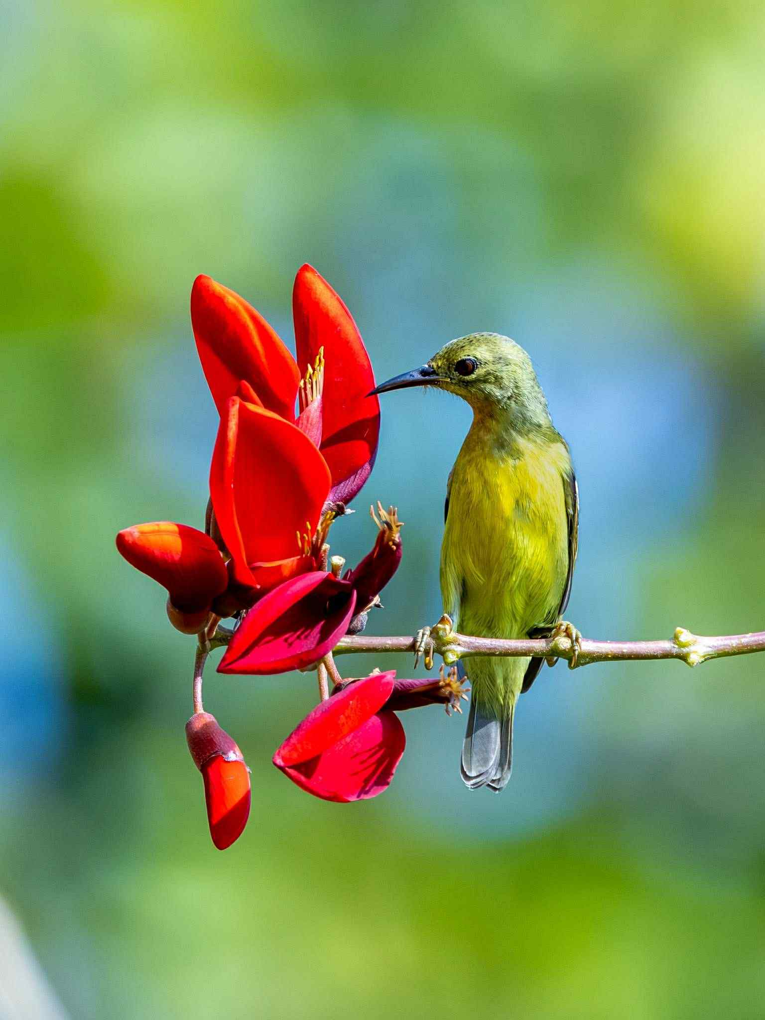 Ngắm chim hút mật no nê từ bông hoa đỏ rực: Khoảnh khắc bình yên ở TP.HCM - Ảnh 8.