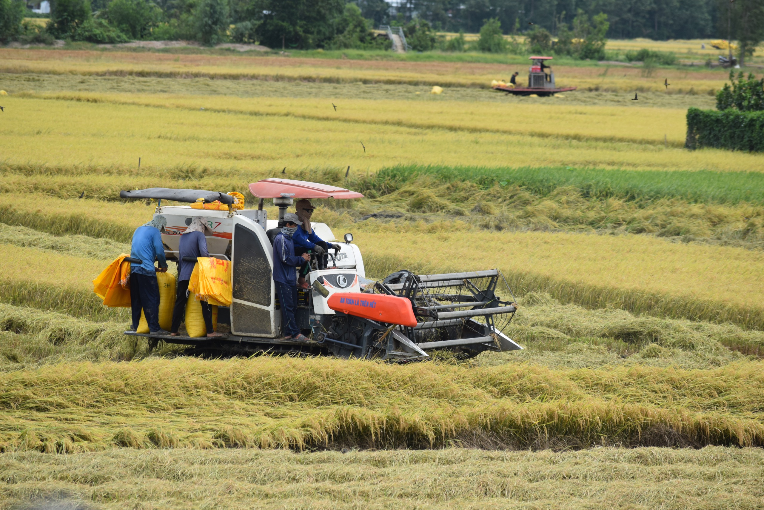 Đồng Tháp: ‘Thương hiệu’ giàu bản sắc, giàu khát vọng vươn lên- Ảnh 2.