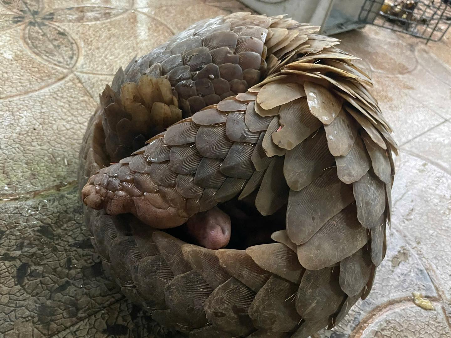 Người dân Hà Tĩnh bắt được cá thể tê tê và trăn đất quý hiếm - Ảnh 2.