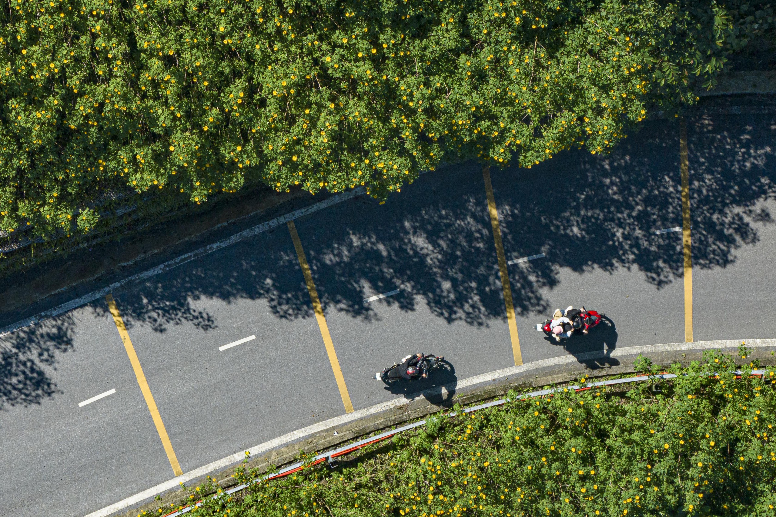 Dã quỳ trải vàng lối lên núi Ba Vì - Ảnh 1.