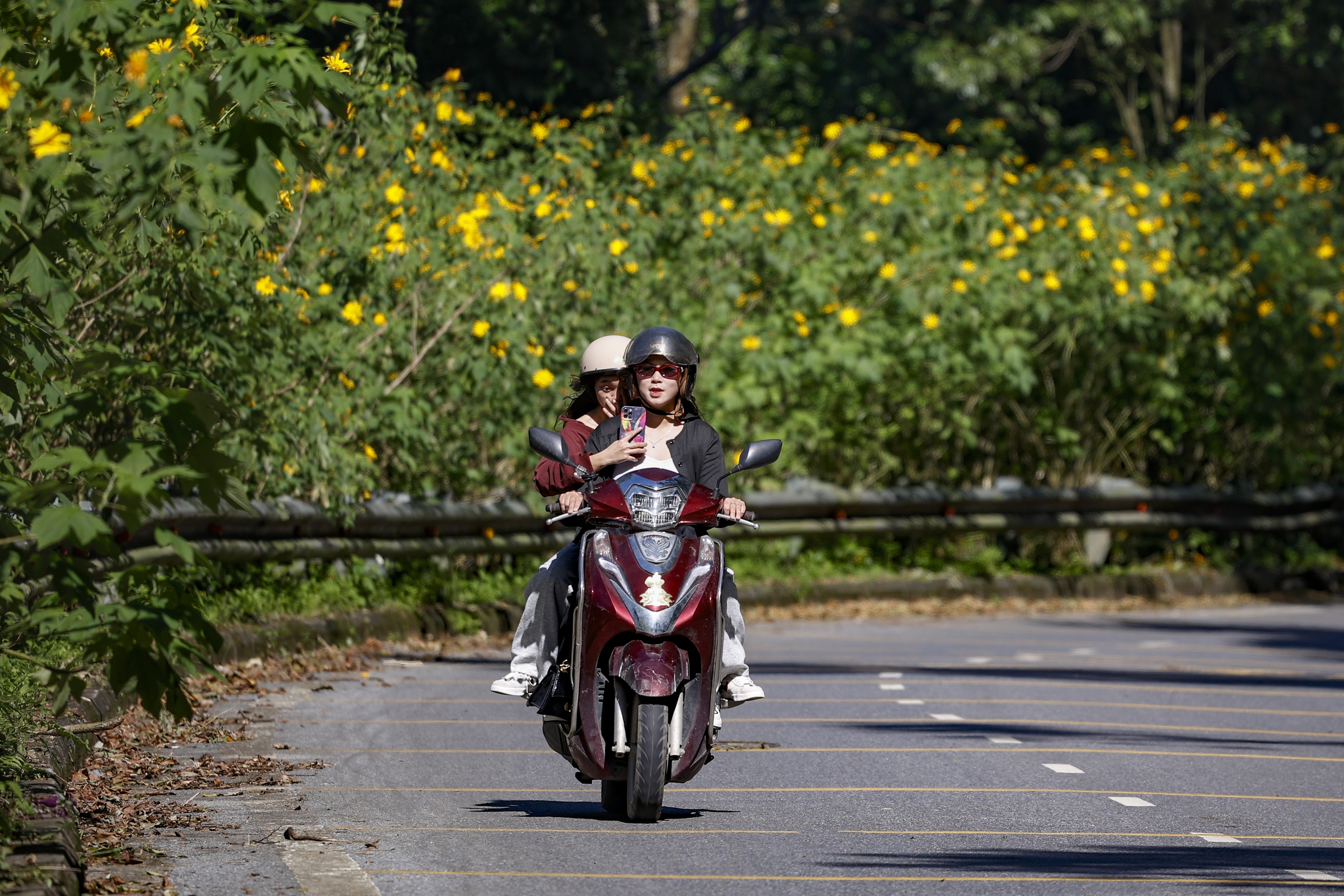 Dã quỳ trải vàng lối lên núi Ba Vì - Ảnh 2.