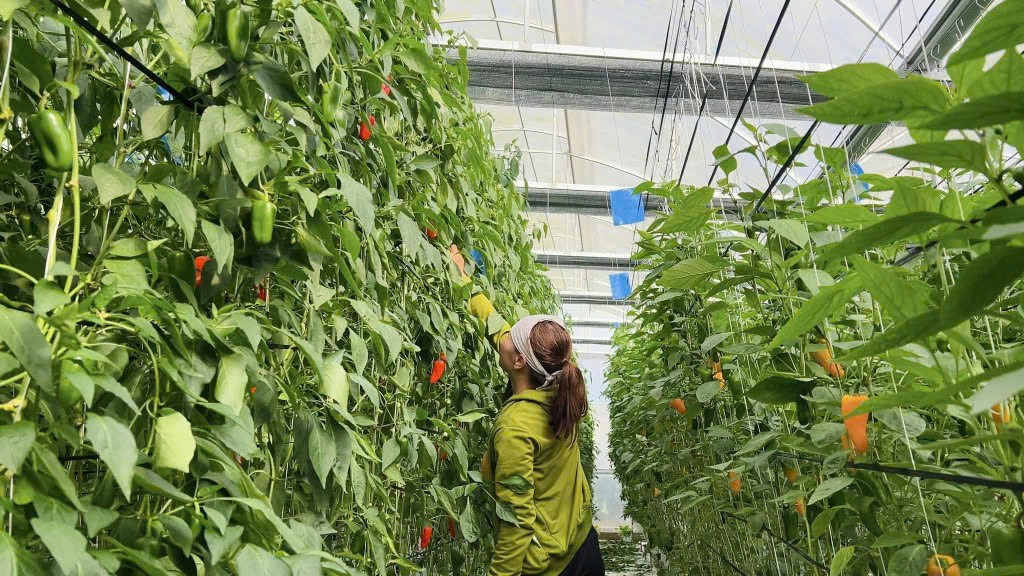 Bacte - Giải pháp sinh học thuần việt cho nền nông nghiệp bền vững - Ảnh 3.