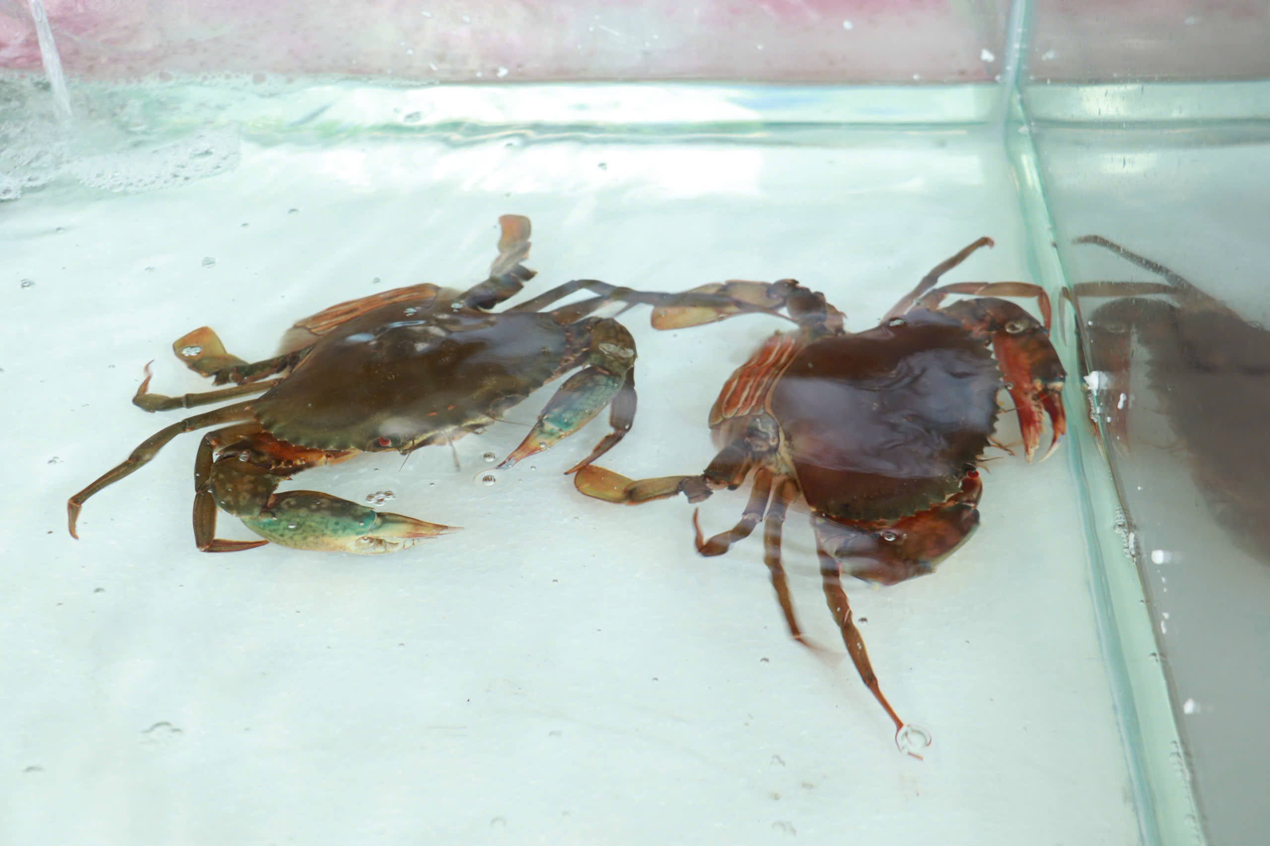 Hôm nay ngày đầu lễ hội ẩm thực cua Cà Mau ở TP.HCM: Thực khách hào hứng- Ảnh 7. Hôm nay ngày đầu lễ hội ẩm thực cua Cà Mau ở TP.HCM: Thực khách hào hứng- Ảnh 7.