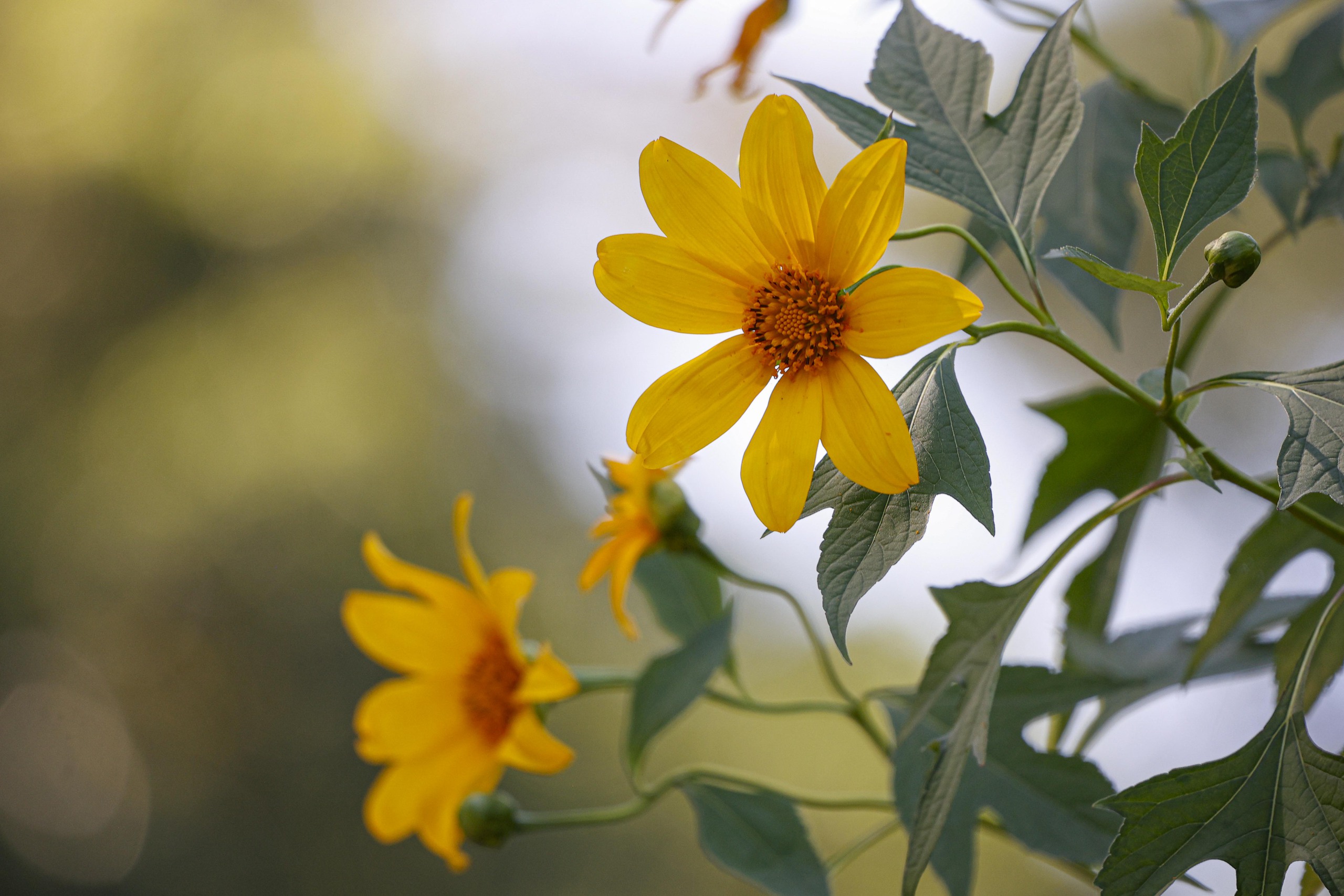 Dã quỳ trải vàng lối lên núi Ba Vì - Ảnh 4.