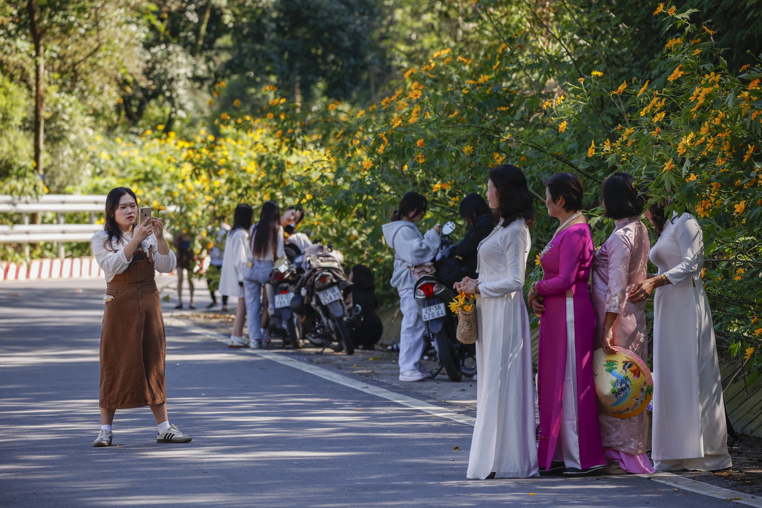 Dã quỳ trải vàng lối lên núi Ba Vì - Ảnh 5.