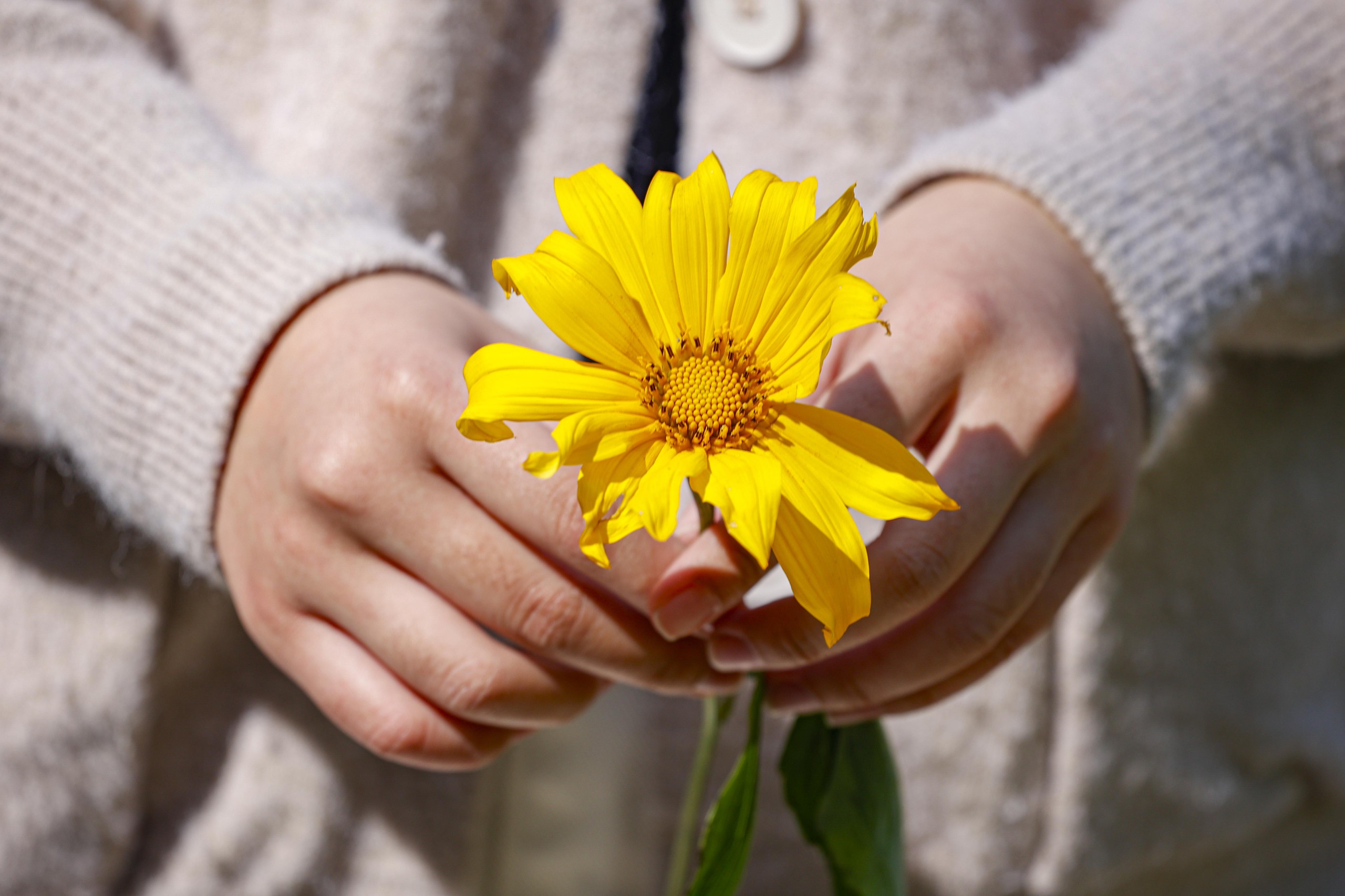 Dã quỳ trải vàng lối lên núi Ba Vì - Ảnh 7.