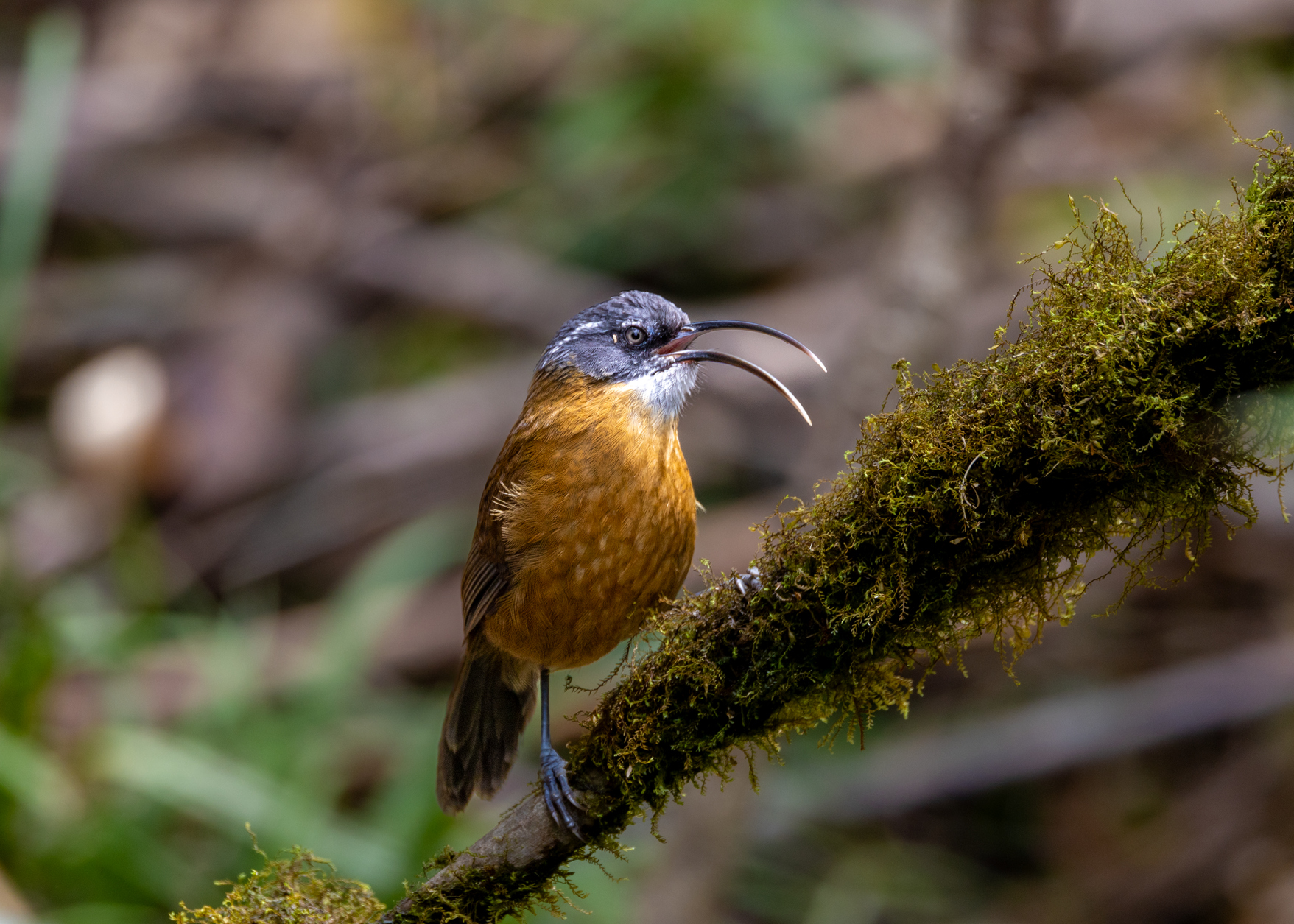 Hành trình gian nan săn chim quý hiếm trên đỉnh Fansipan - Ảnh 2.